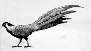The Silver Pheasant art by Ken Denham