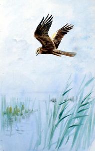 Marsh Harrier art by Roland Green