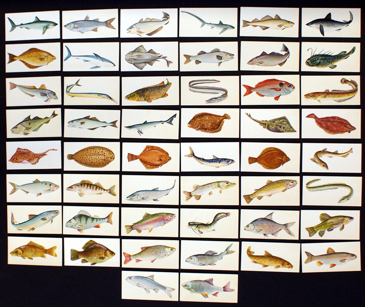 Complete Set of 50 Cigarette Cards: Sport Fish