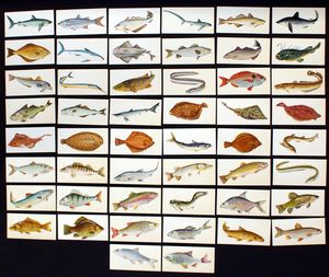 Complete Set of 50 Cigarette Cards: Sport Fish