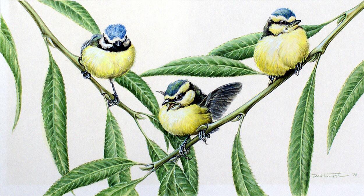 Blue Tits (Adults and Infant) art by Don Forrest