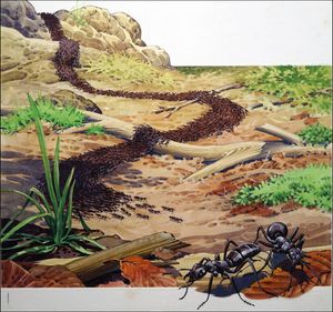 March of the Army Ants art by Bernard Long