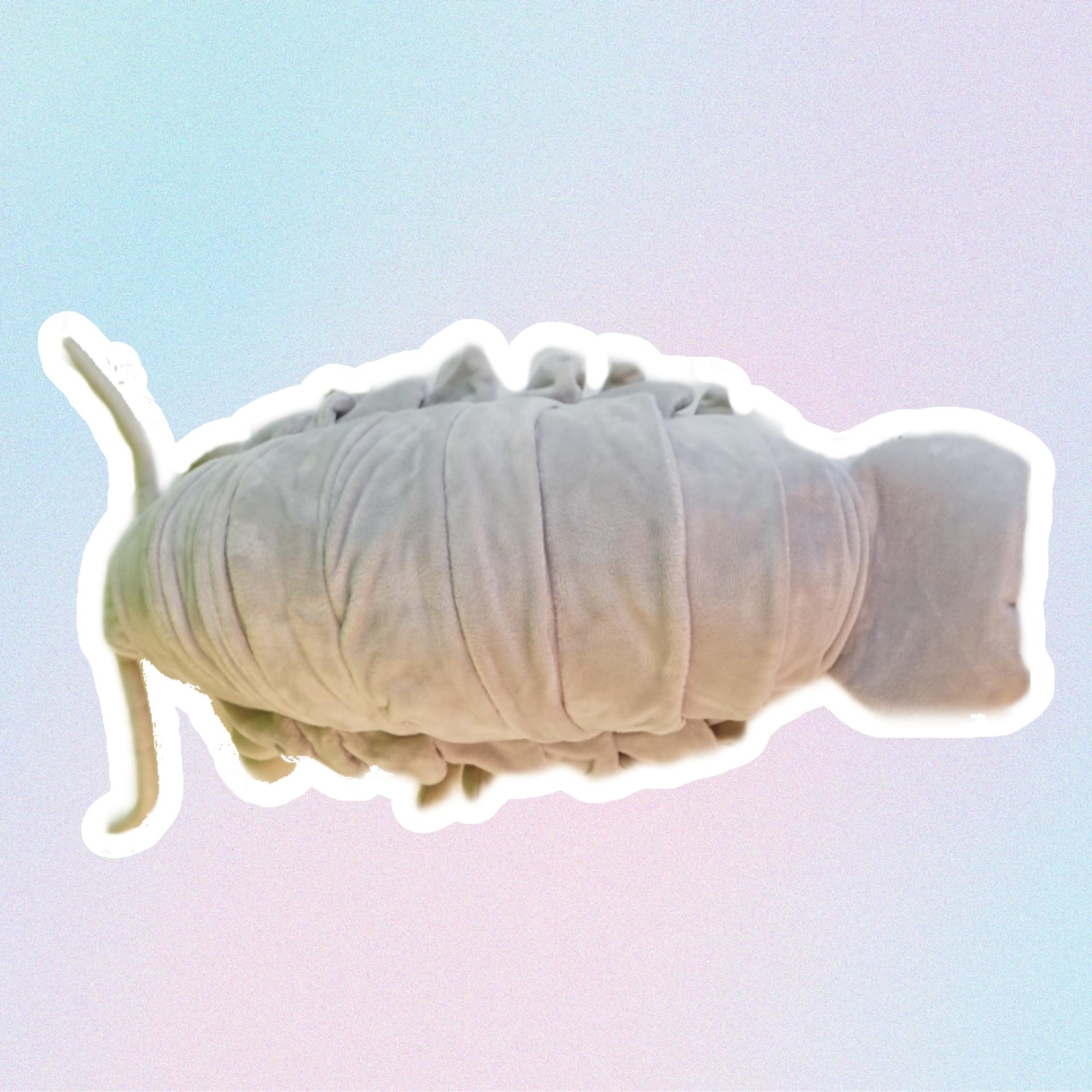 giant isopod top view
