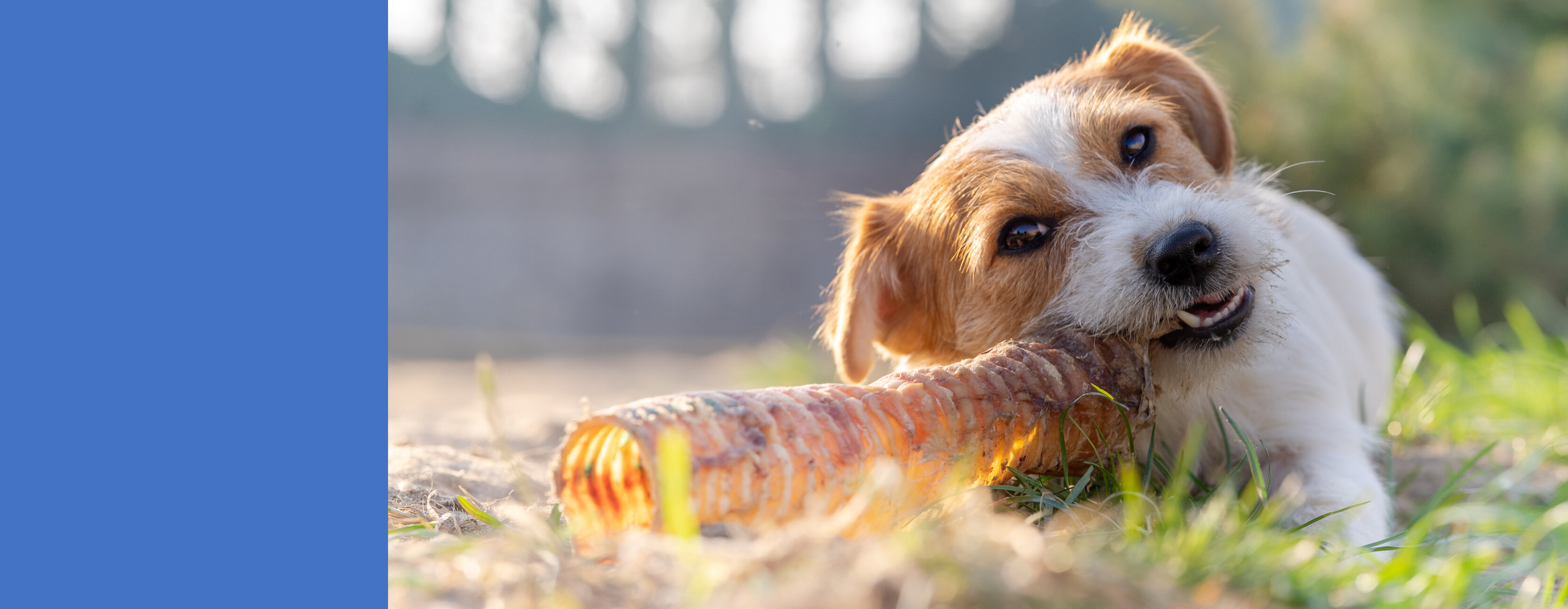 <h2>Explore our natural chew range</h2><p>We stock a wide range of natural chews for all ages and sizes of dogs</p>