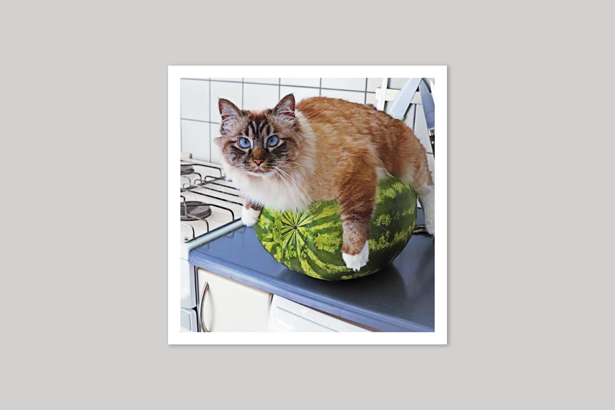 Melon Cat cool photography from Wavelength range of photographic cards by Icon.