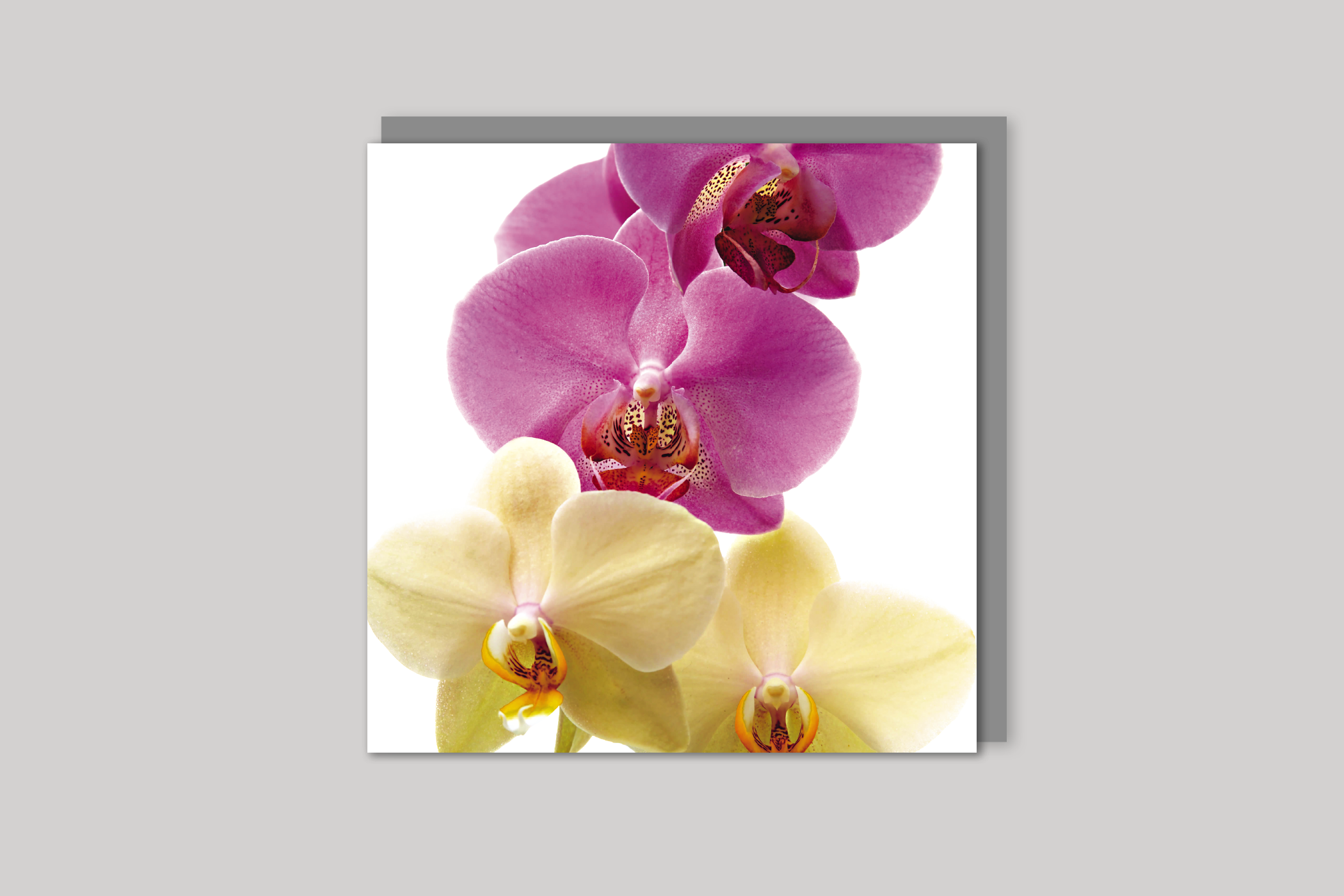 Elegance from Bloom range of floral photographic cards by Icon, back page.