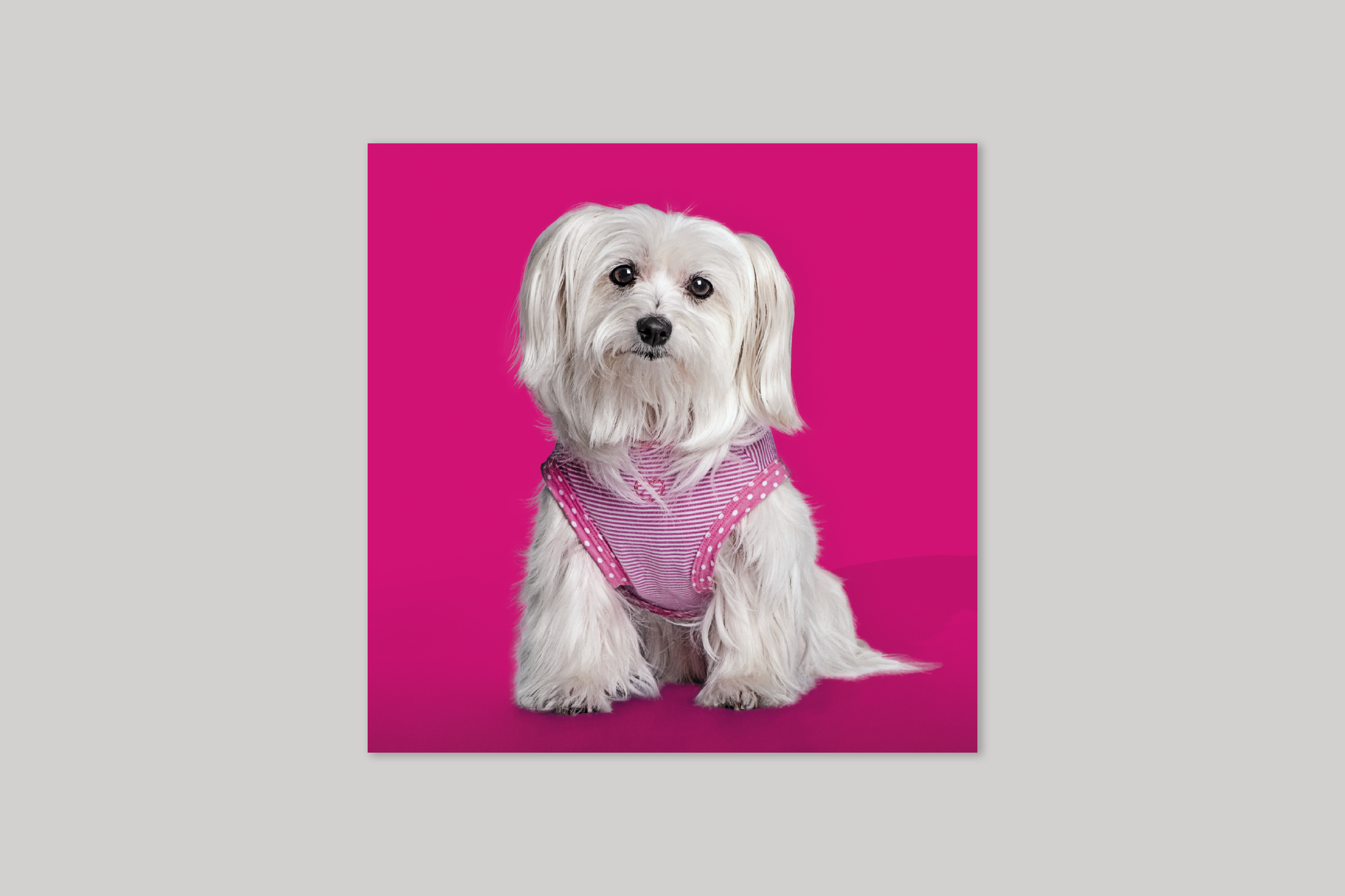 Pretty in Pink from Wildthings range of greeting cards by Icon.