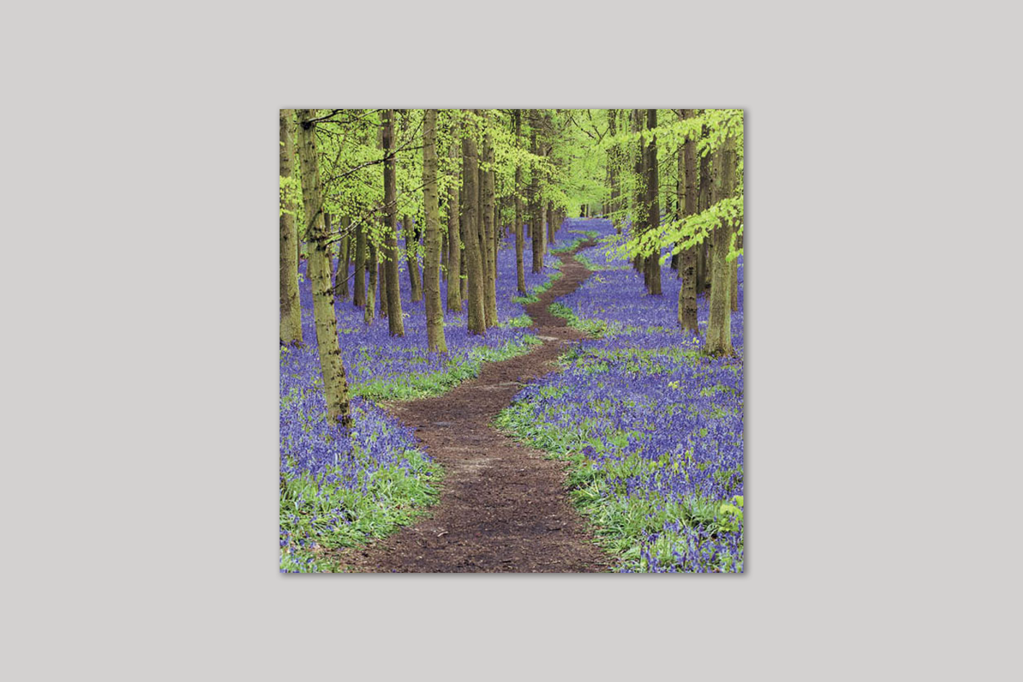 The Bluebell Wood from Exposure range of photographic cards by Icon.