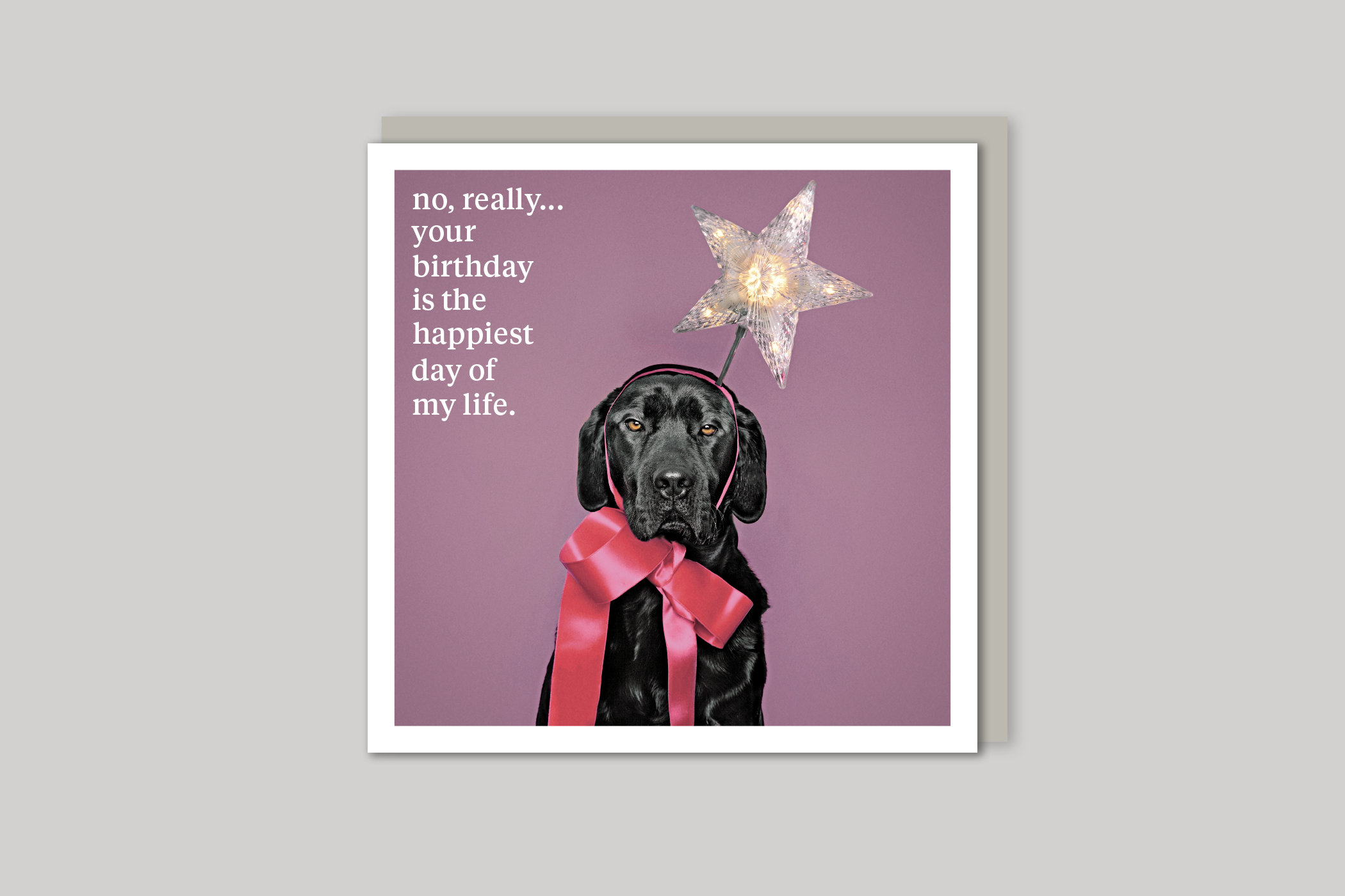 Your Birthday quirky animal portrait from Curious World range of greeting cards by Icon, back page.