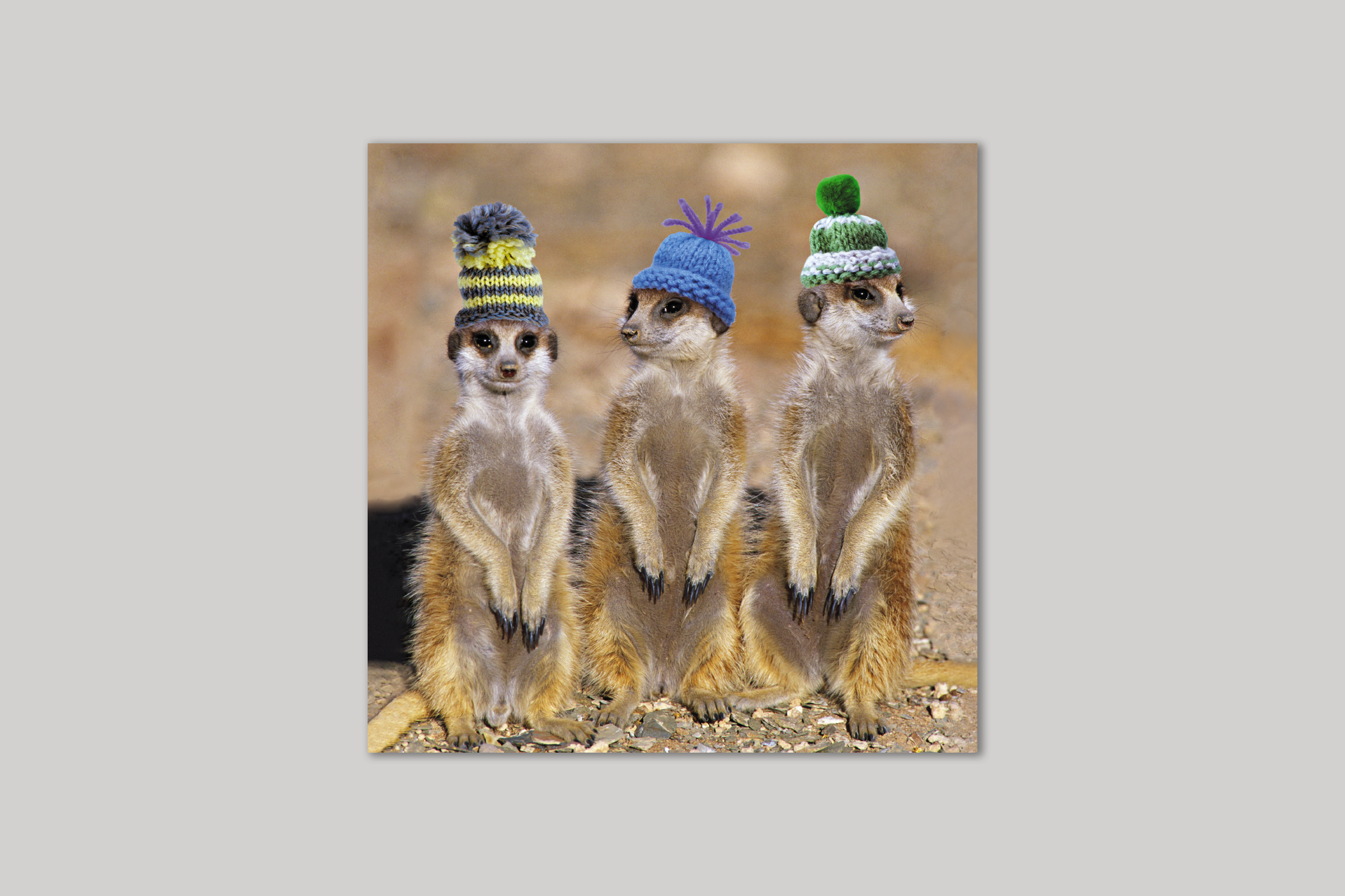 Meerkats in Hats from Exposure range of photographic cards by Icon.