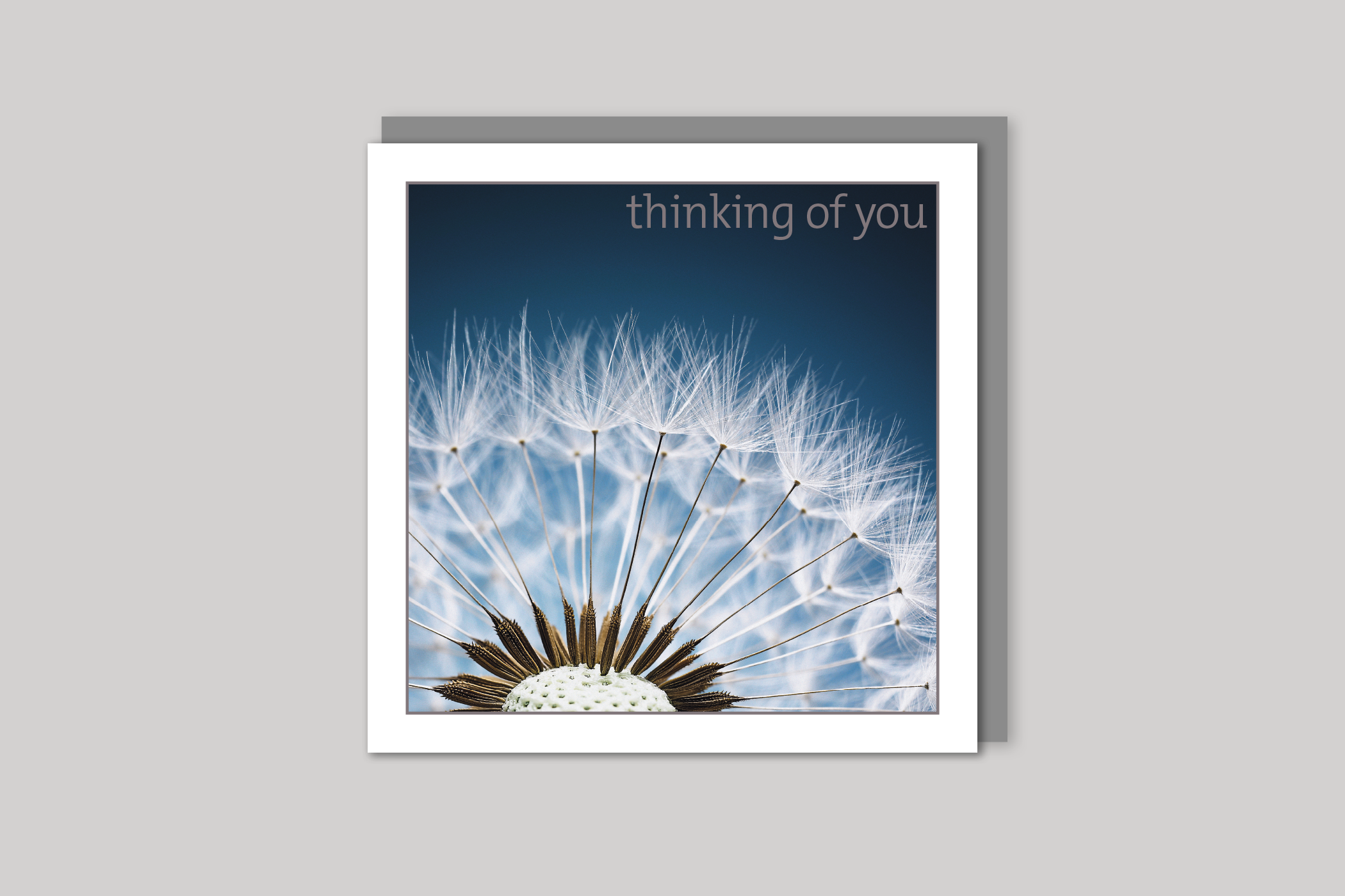 Dandelion thinking of you card from Exposure Silver Edition range of greeting cards by Icon, back page.