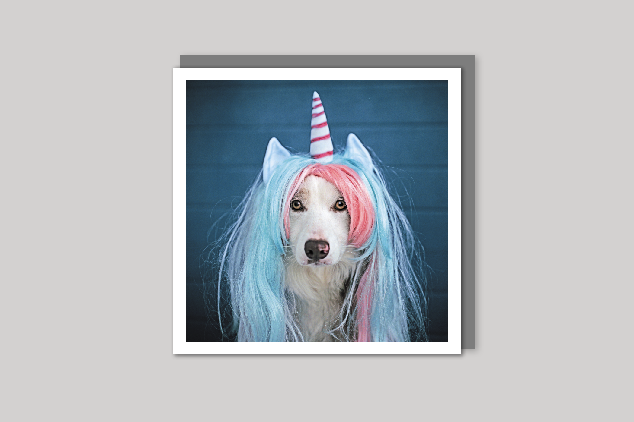 Unicorn cool photography from Wavelength range of photographic cards by Icon, back page.