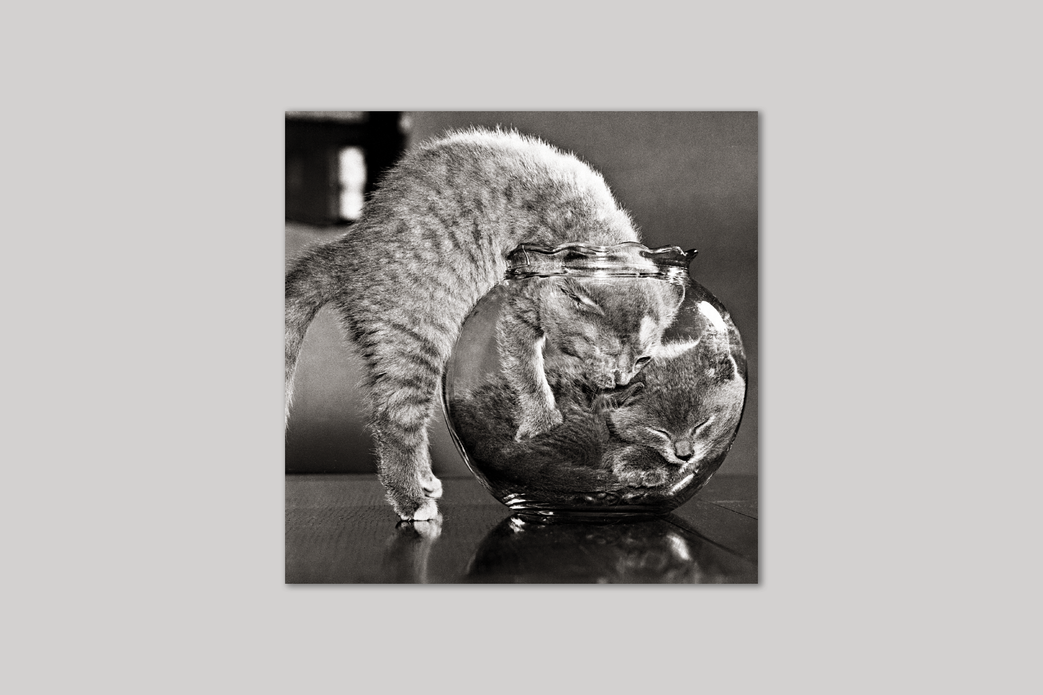 A Bowl of Cats retro photograph from Exposure range of photographic cards by Icon.