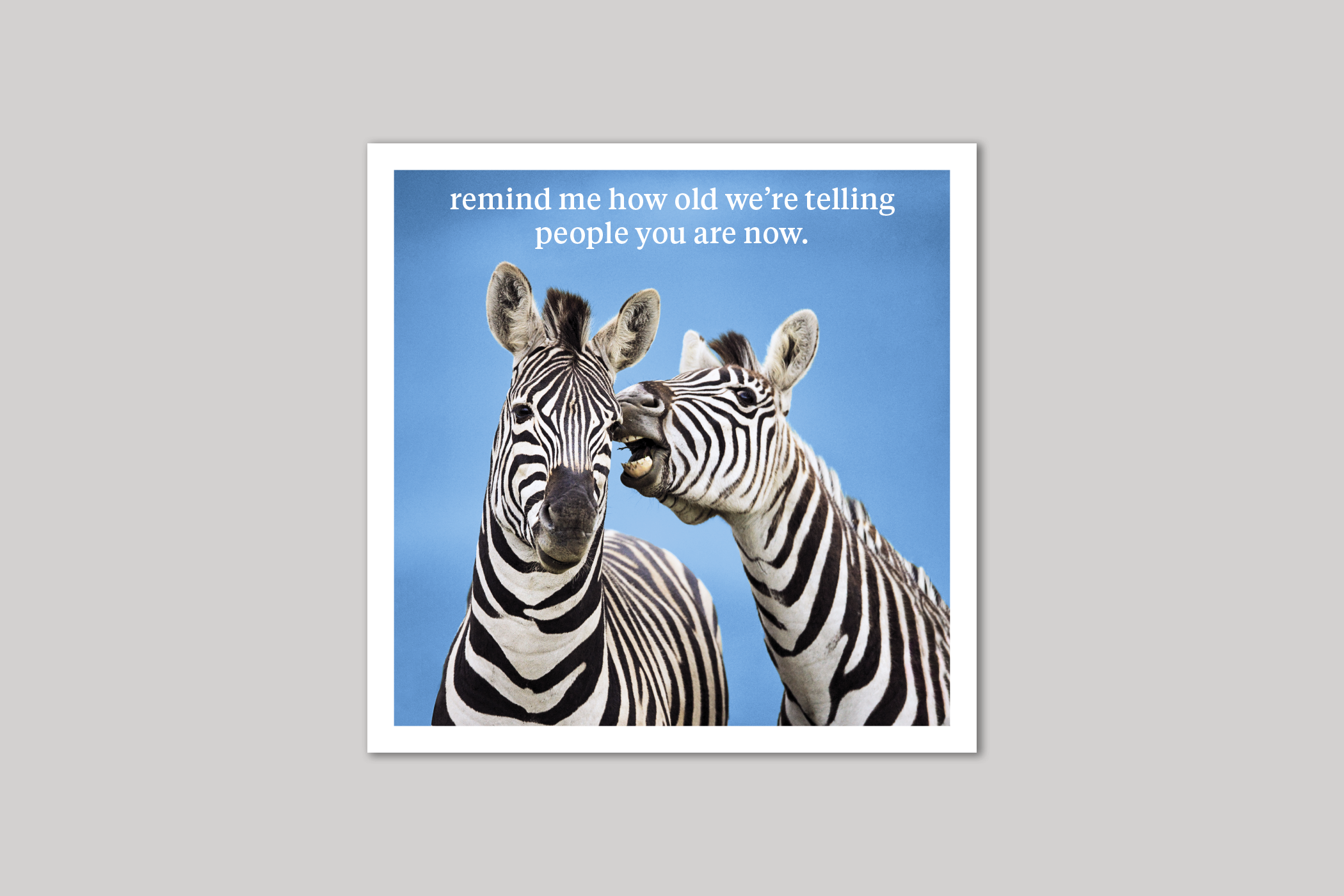Remind Me quirky animal portrait from Curious World range of greeting cards by Icon.