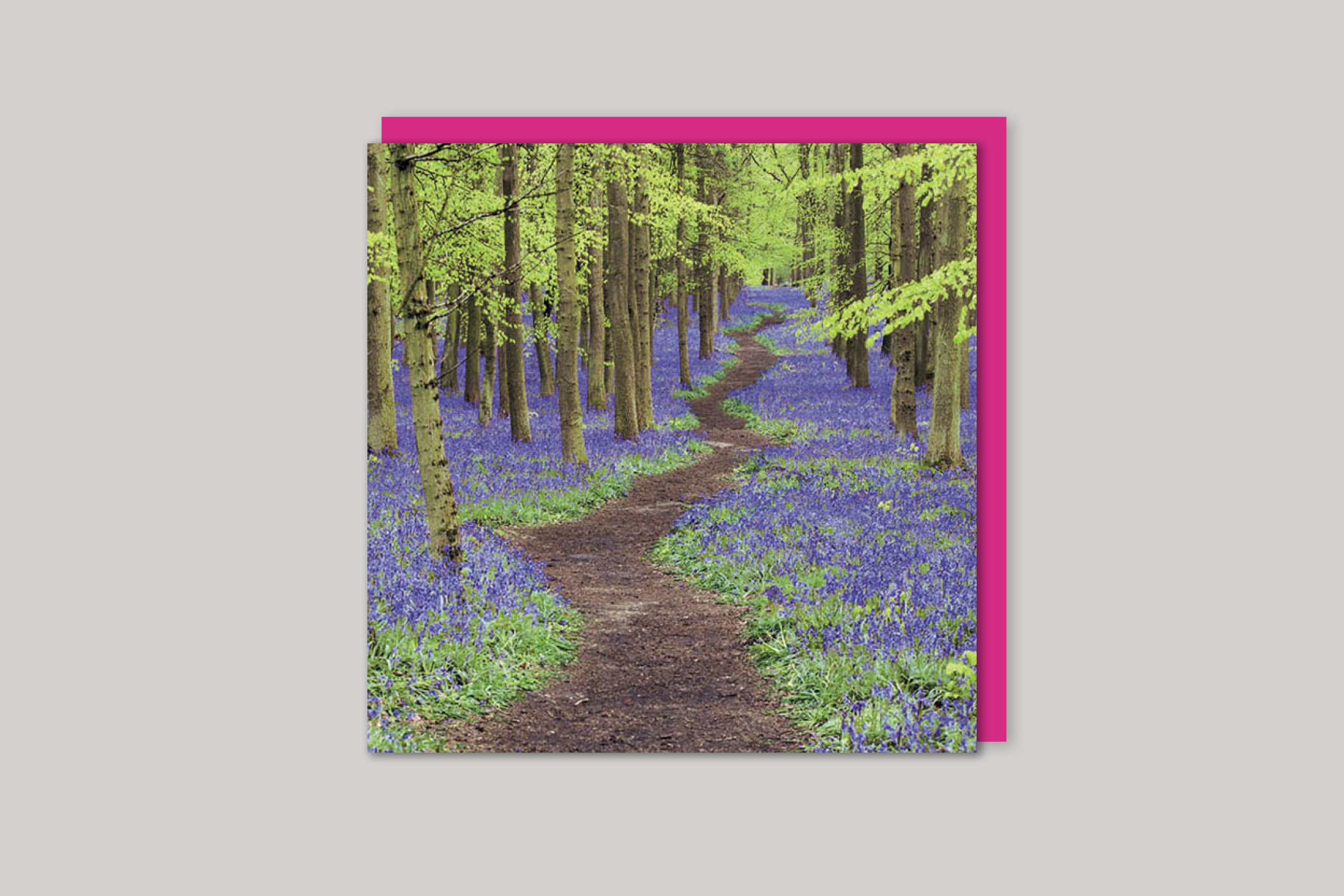 The Bluebell Wood from Exposure range of photographic cards by Icon, back page.