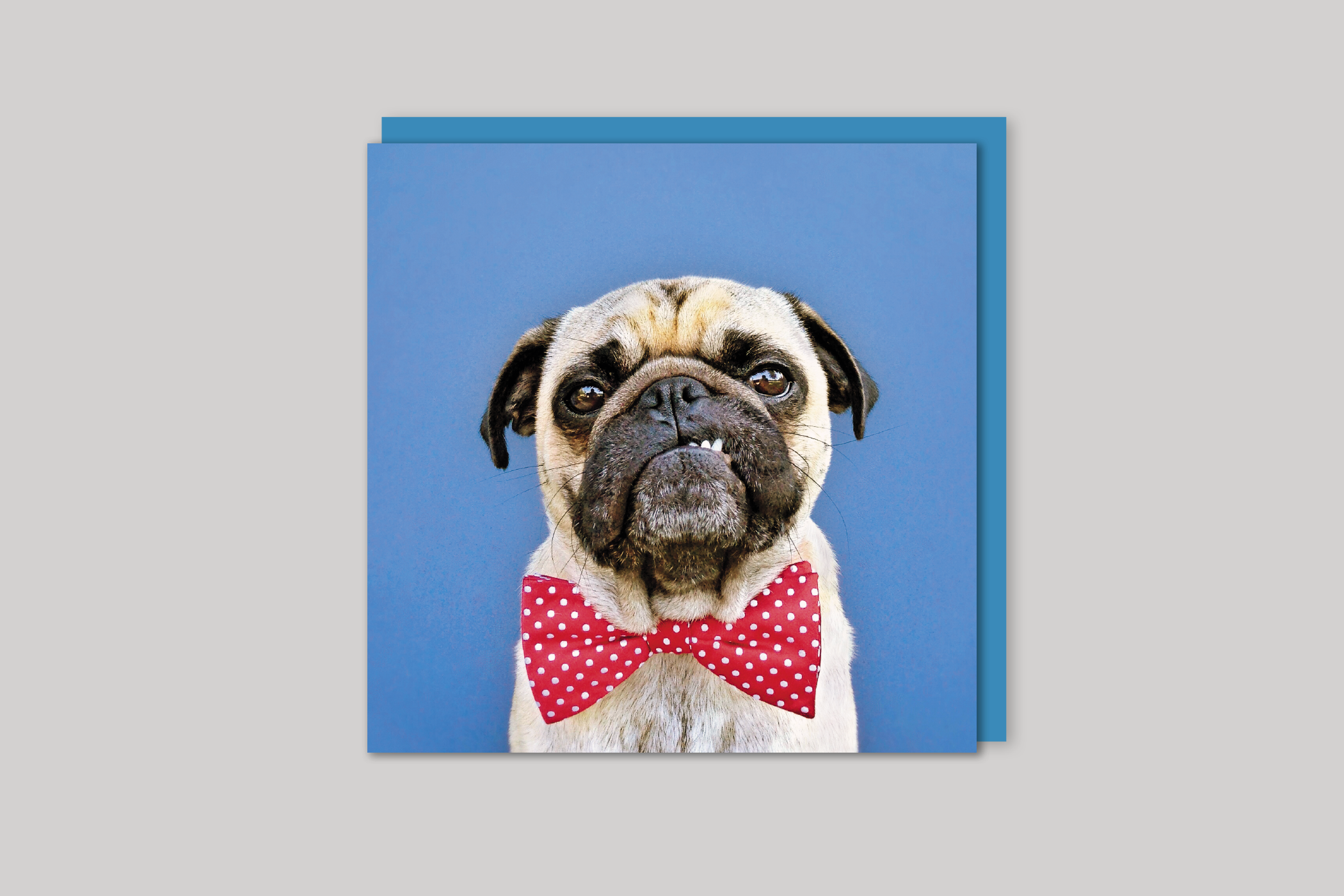 Mr Pug from Wildthings range of greeting cards by Icon, back page.