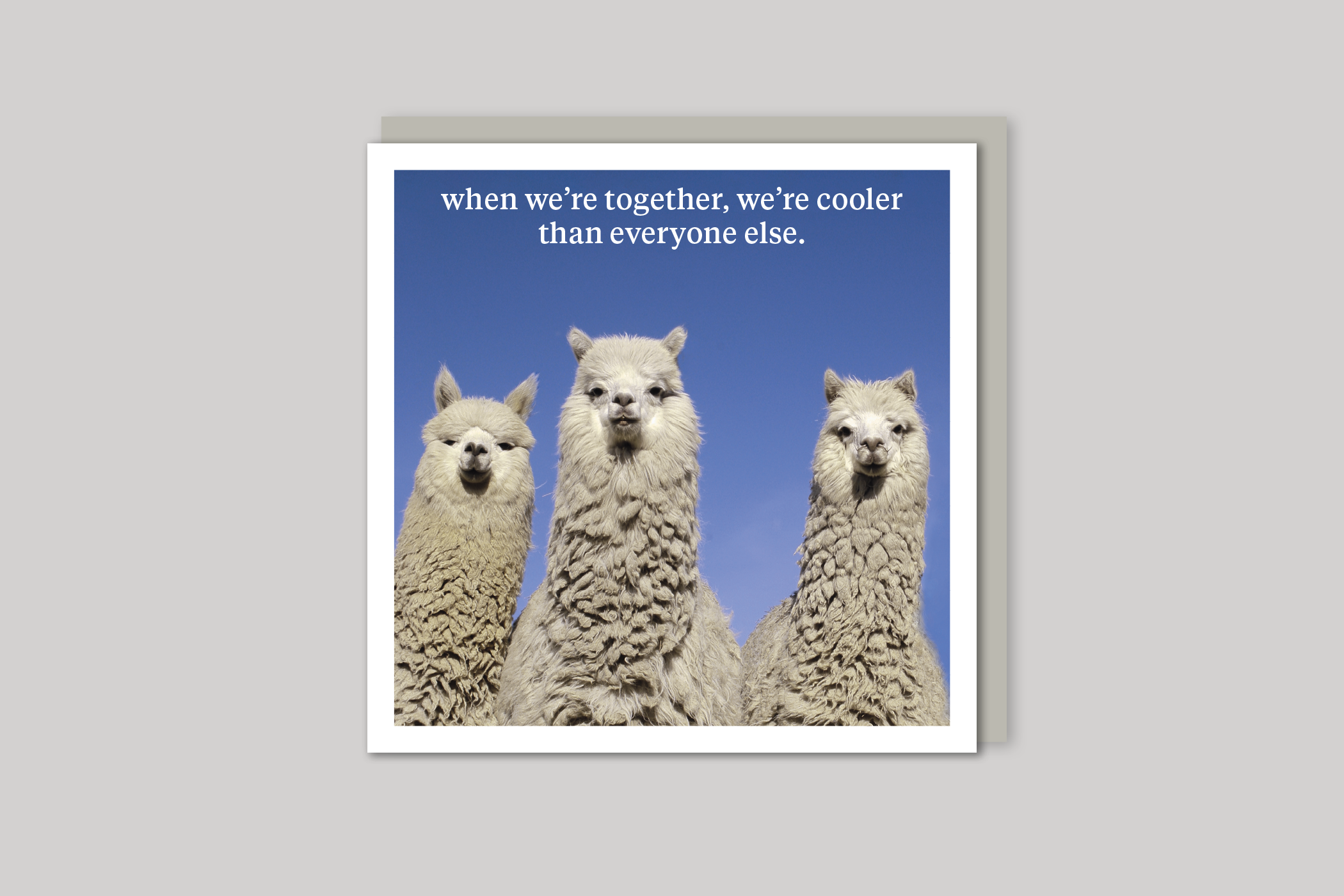We're Cool quirky animal portrait from Curious World range of greeting cards by Icon, back page.