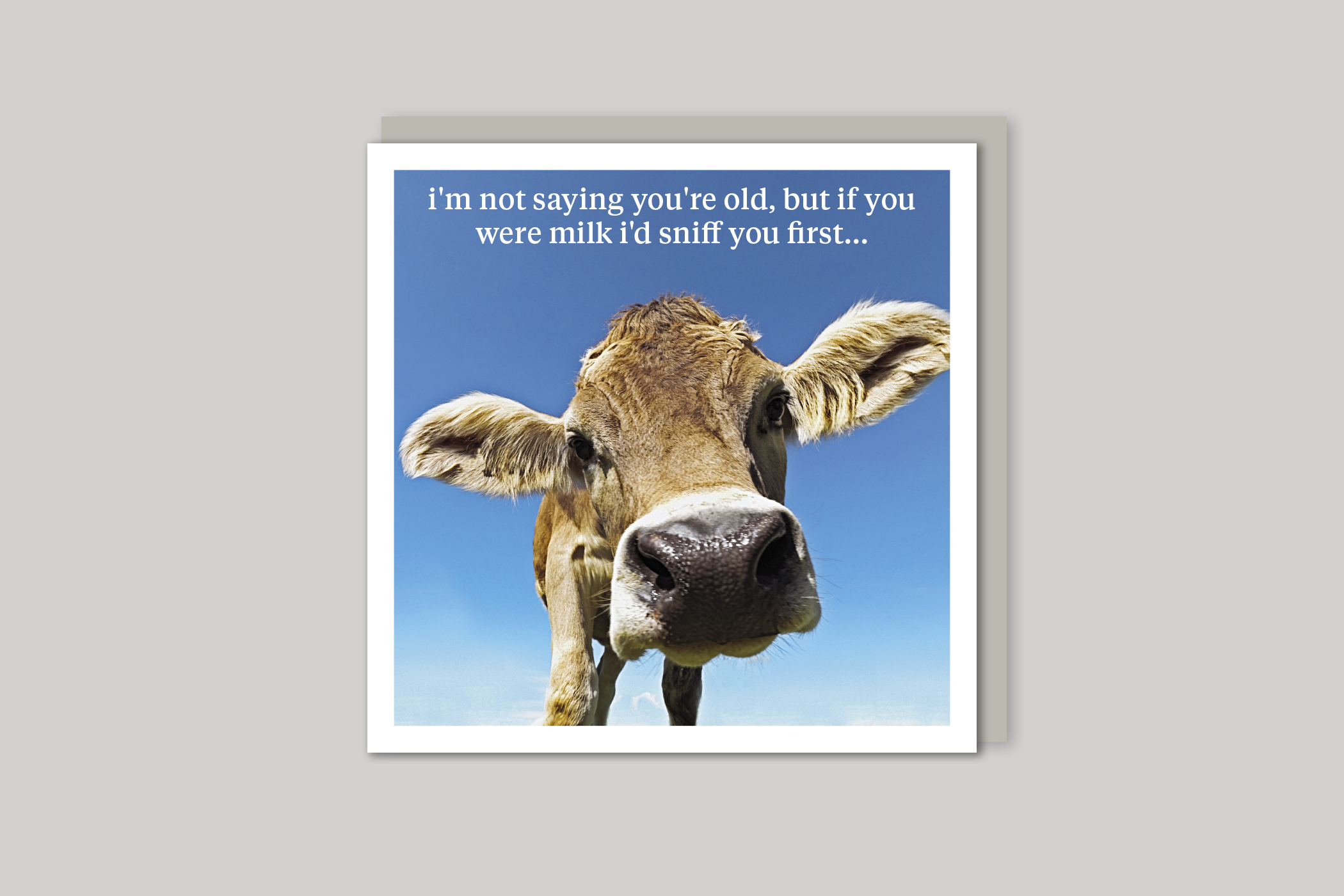 If You Were Milk quirky animal portrait from Curious World range of greeting cards by Icon, back page.