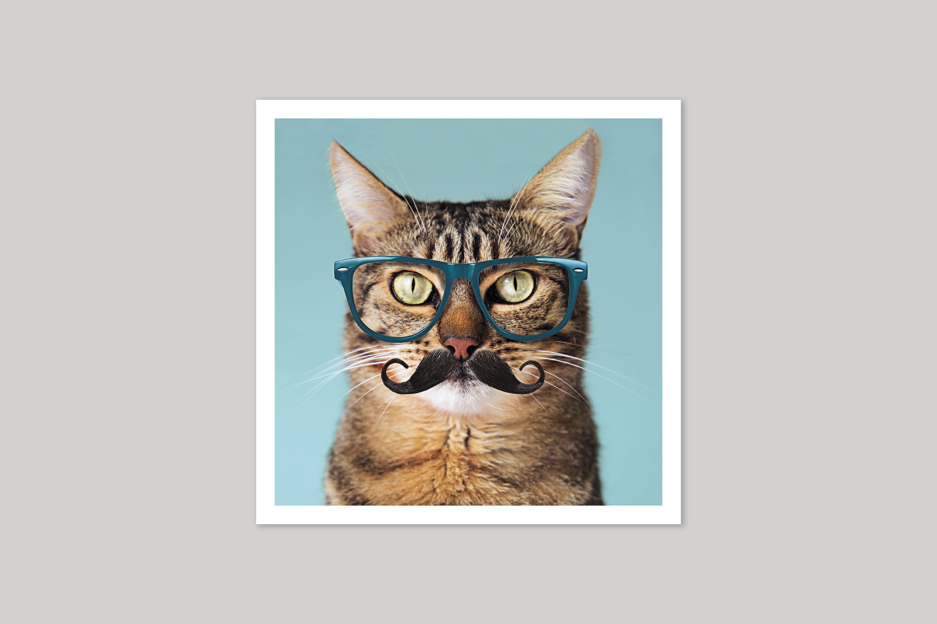 Hipster Tabby Cat cool photography from Wavelength range of photographic cards by Icon.