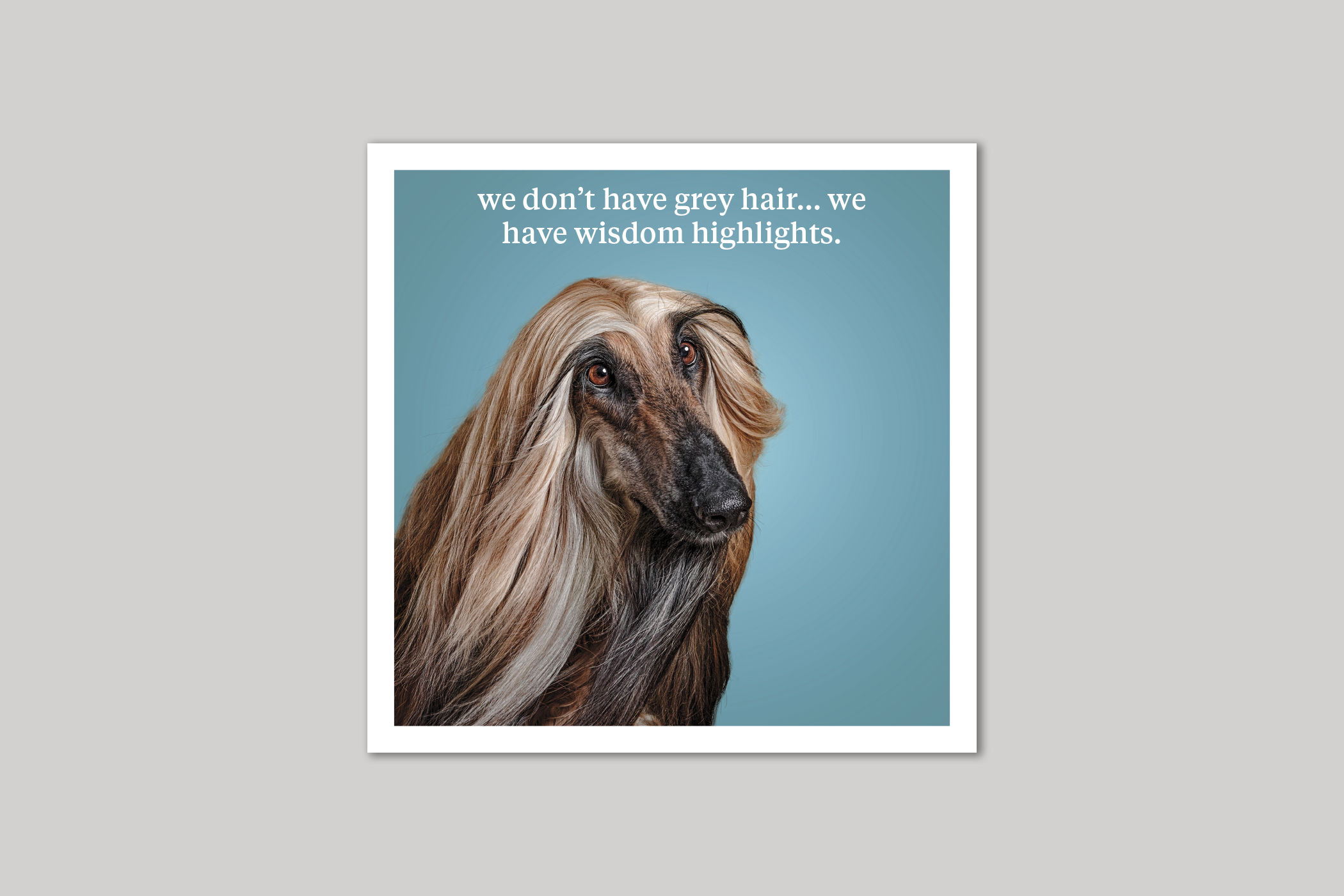 Wisdom Highlights quirky animal portrait from Curious World range of greeting cards by Icon.