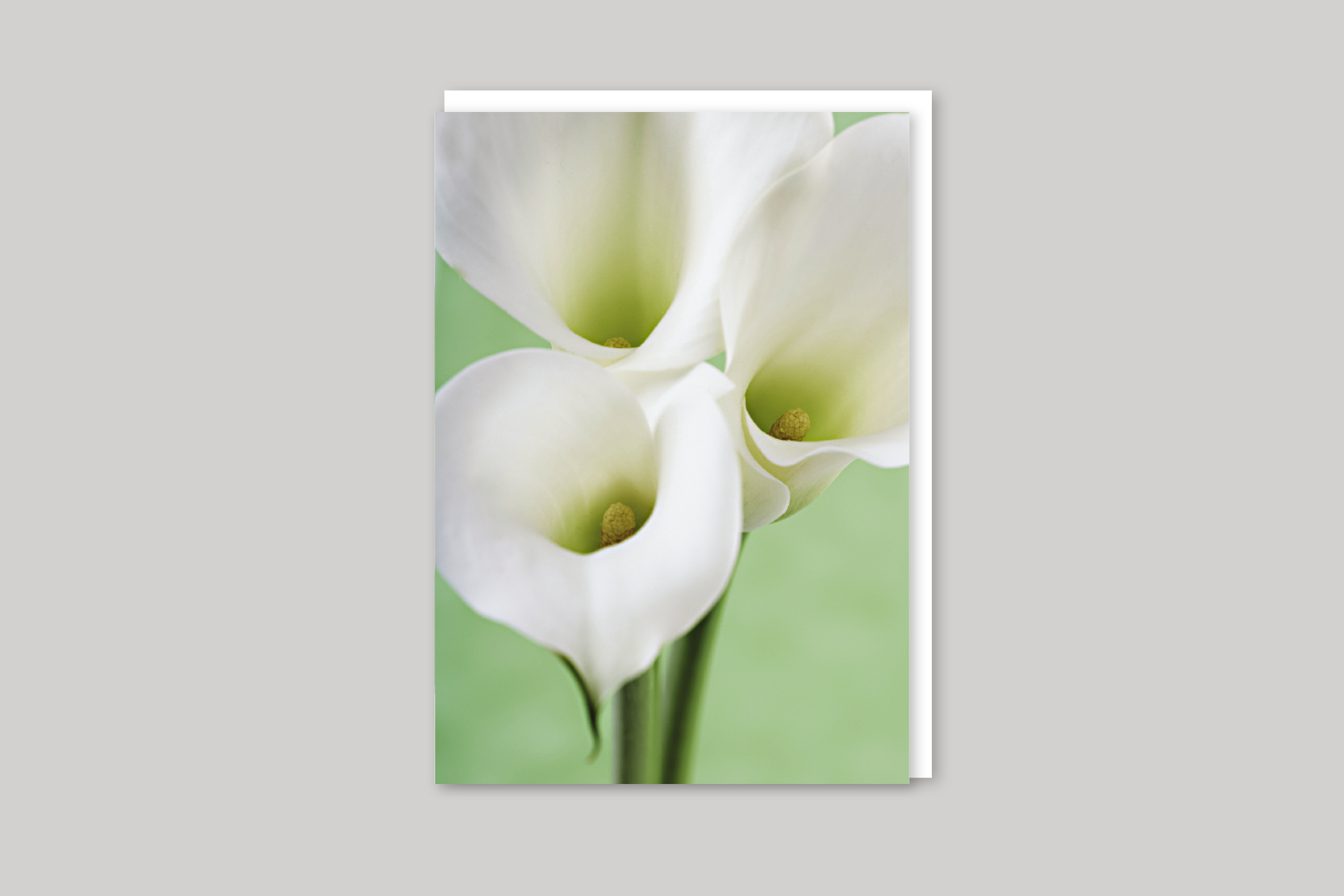 Calla Lilies sympathy card from Exposure range of photographic cards by Icon, back page.