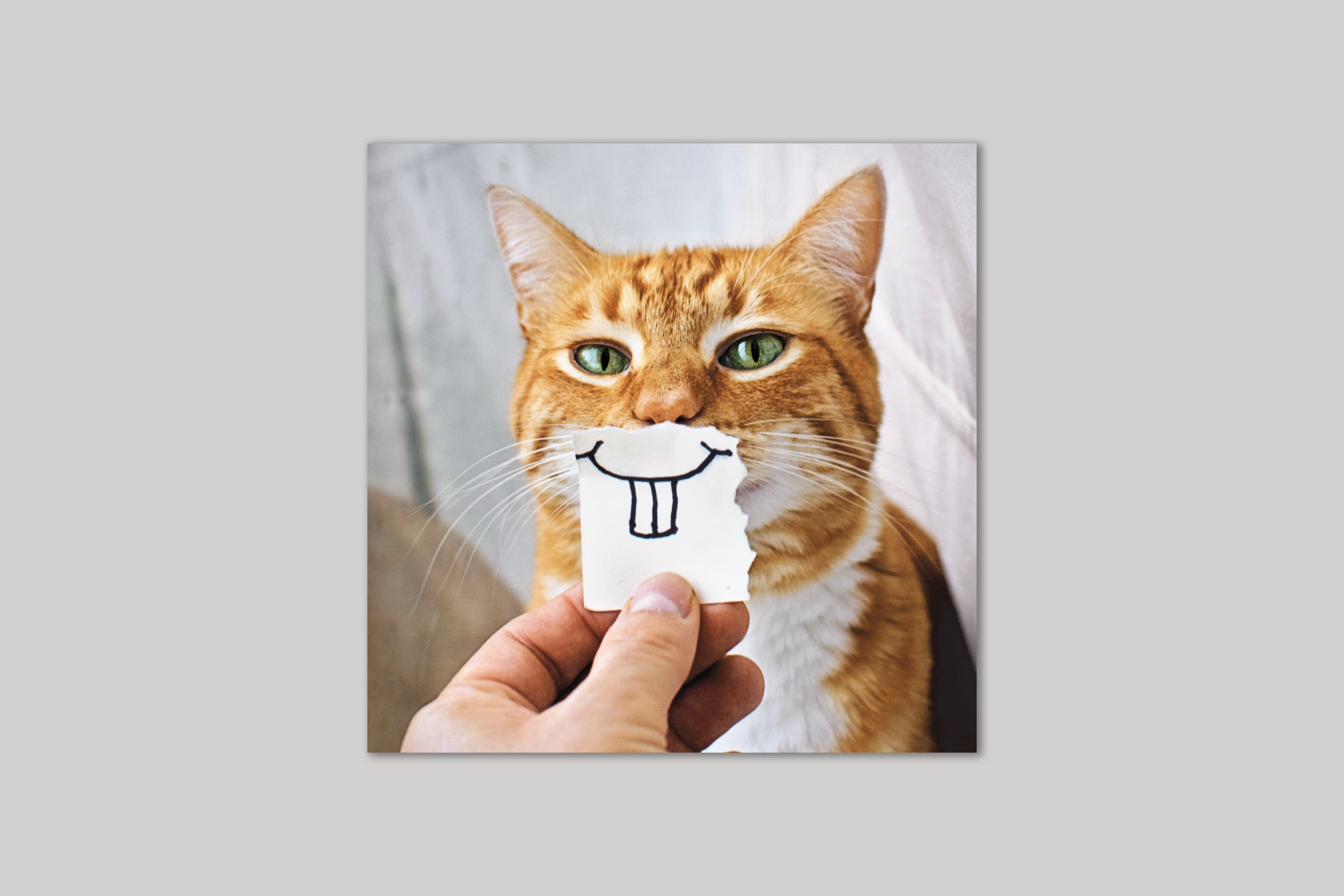 Happy Cat from Exposure range of photographic cards by Icon.