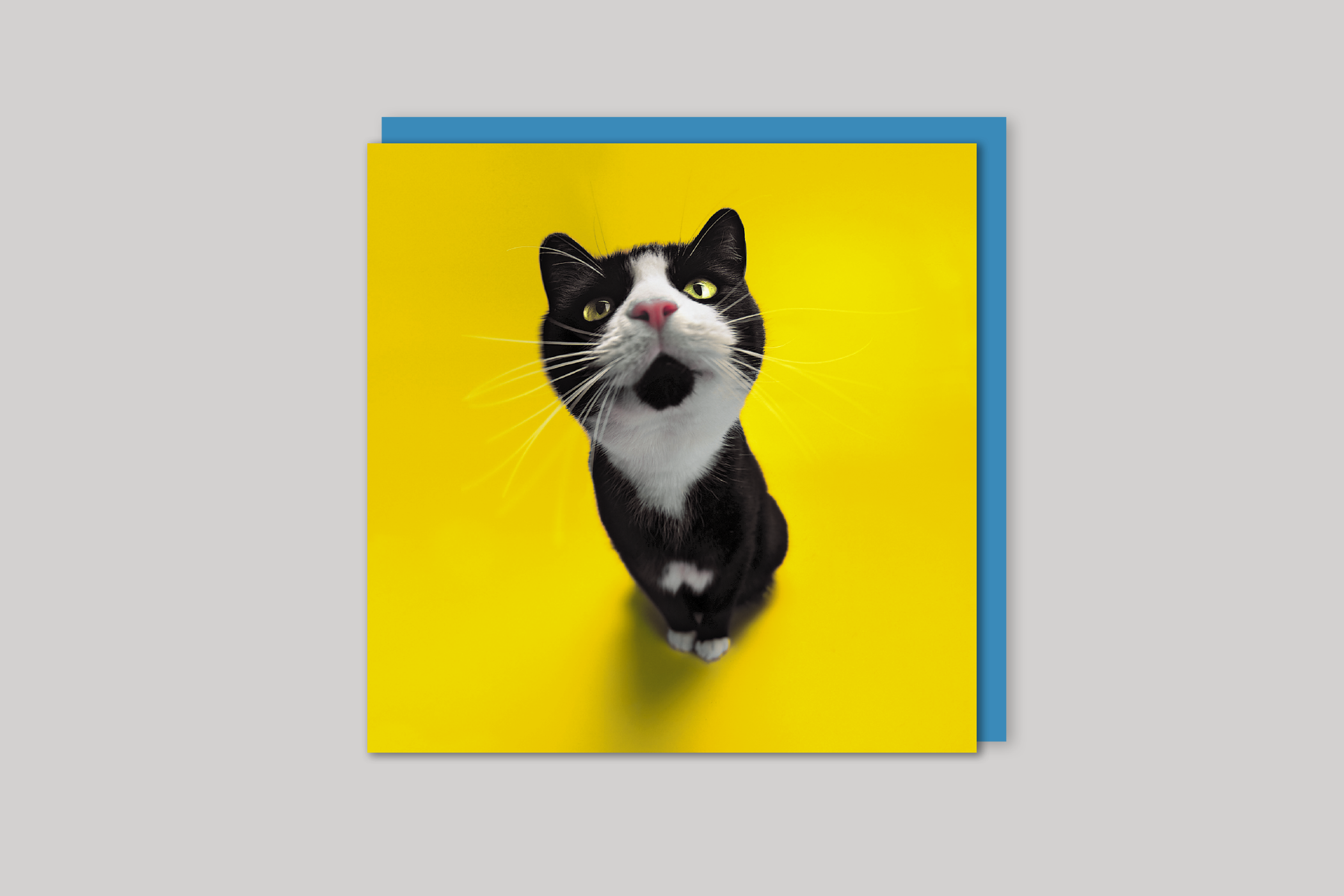 Meow! from Wildthings range of greeting cards by Icon, back page.