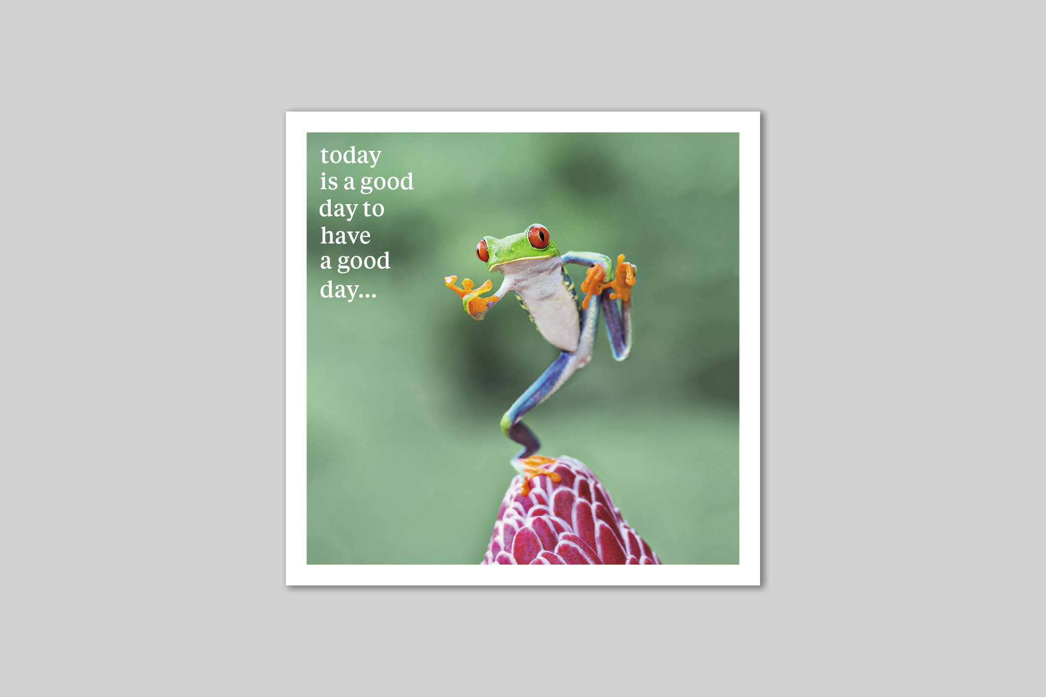 Have A Good Day quirky animal portrait from Curious World range of greeting cards by Icon.