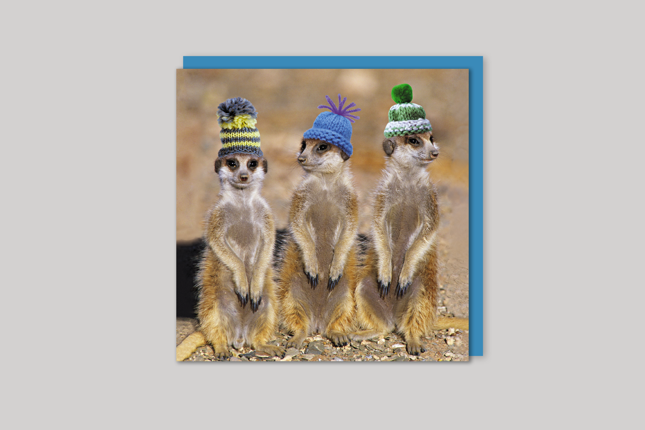 Meerkats in Hats from Exposure range of photographic cards by Icon, back page.
