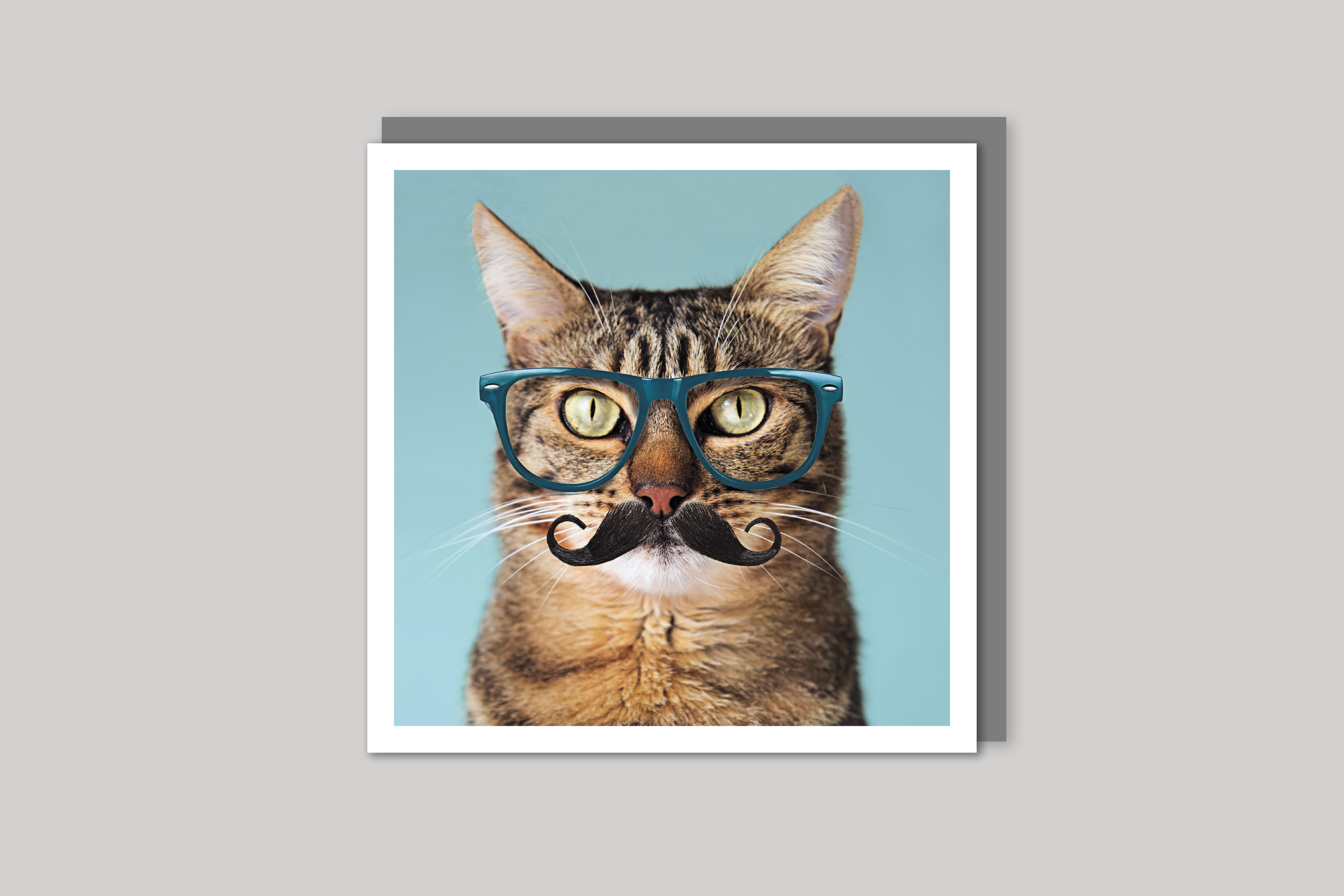 Hipster Tabby Cat cool photography from Wavelength range of photographic cards by Icon, with envelope.