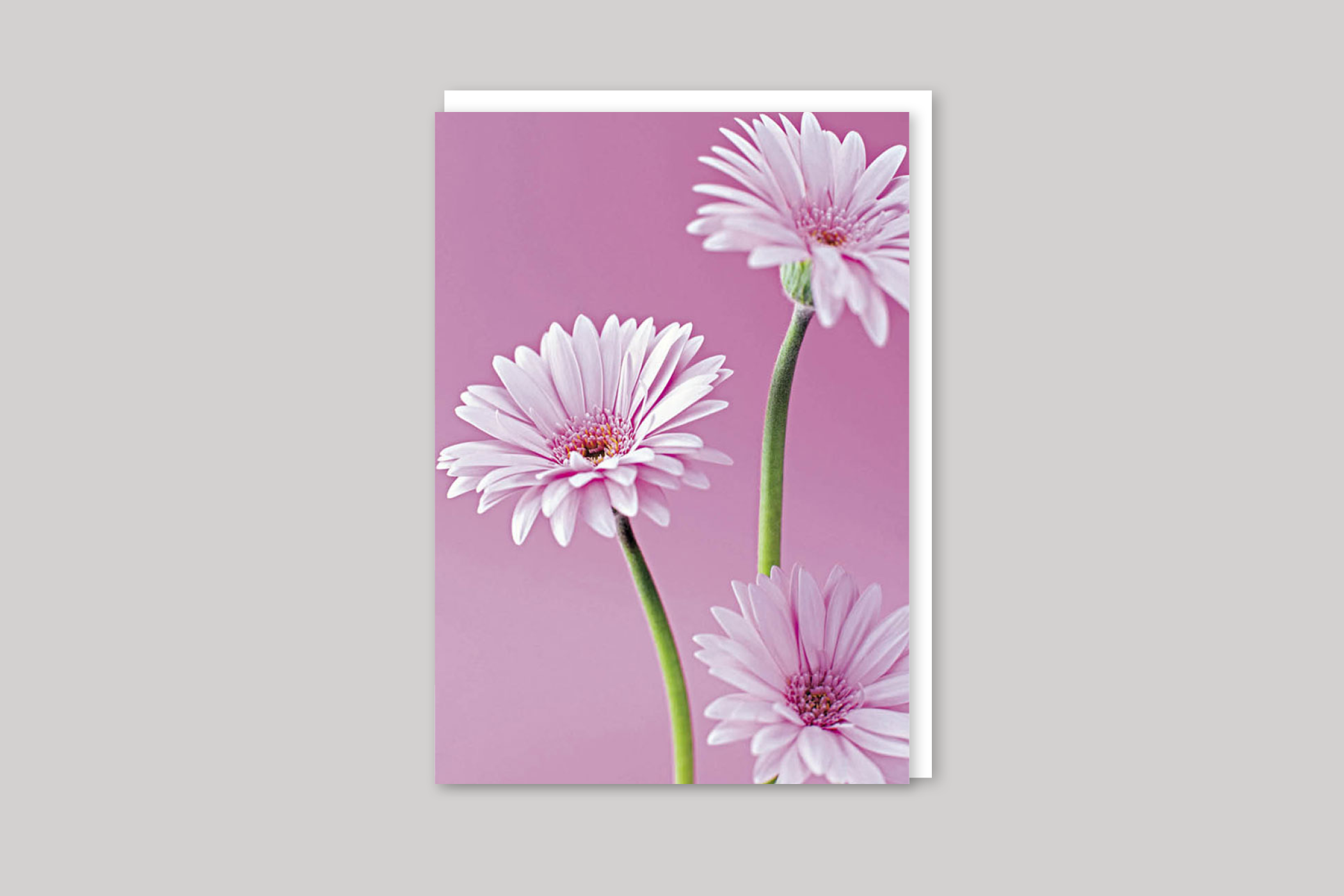 Gerberas thank you card from Exposure range of photographic cards by Icon, back page.