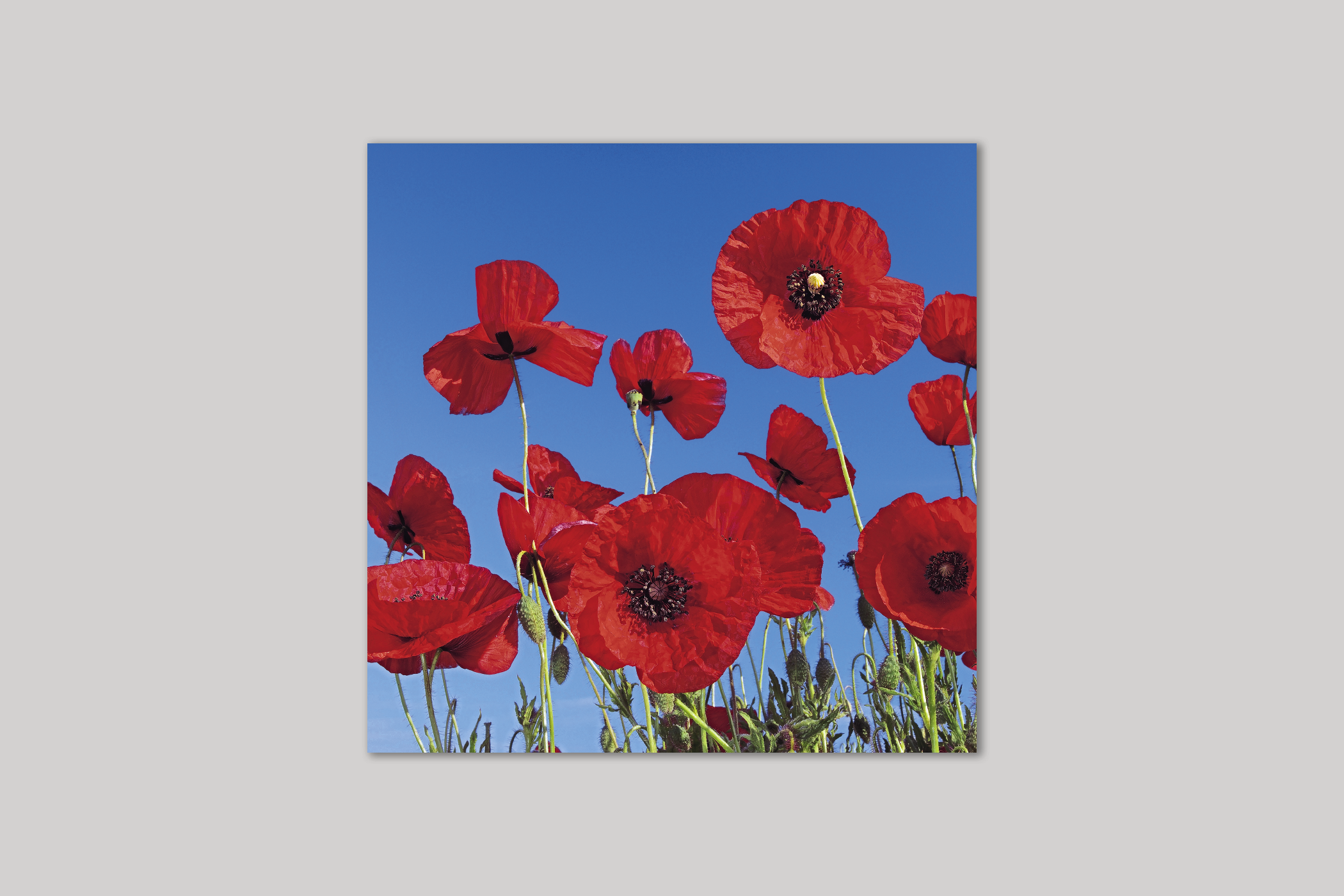 Poppies from Exposure range of photographic cards by Icon.