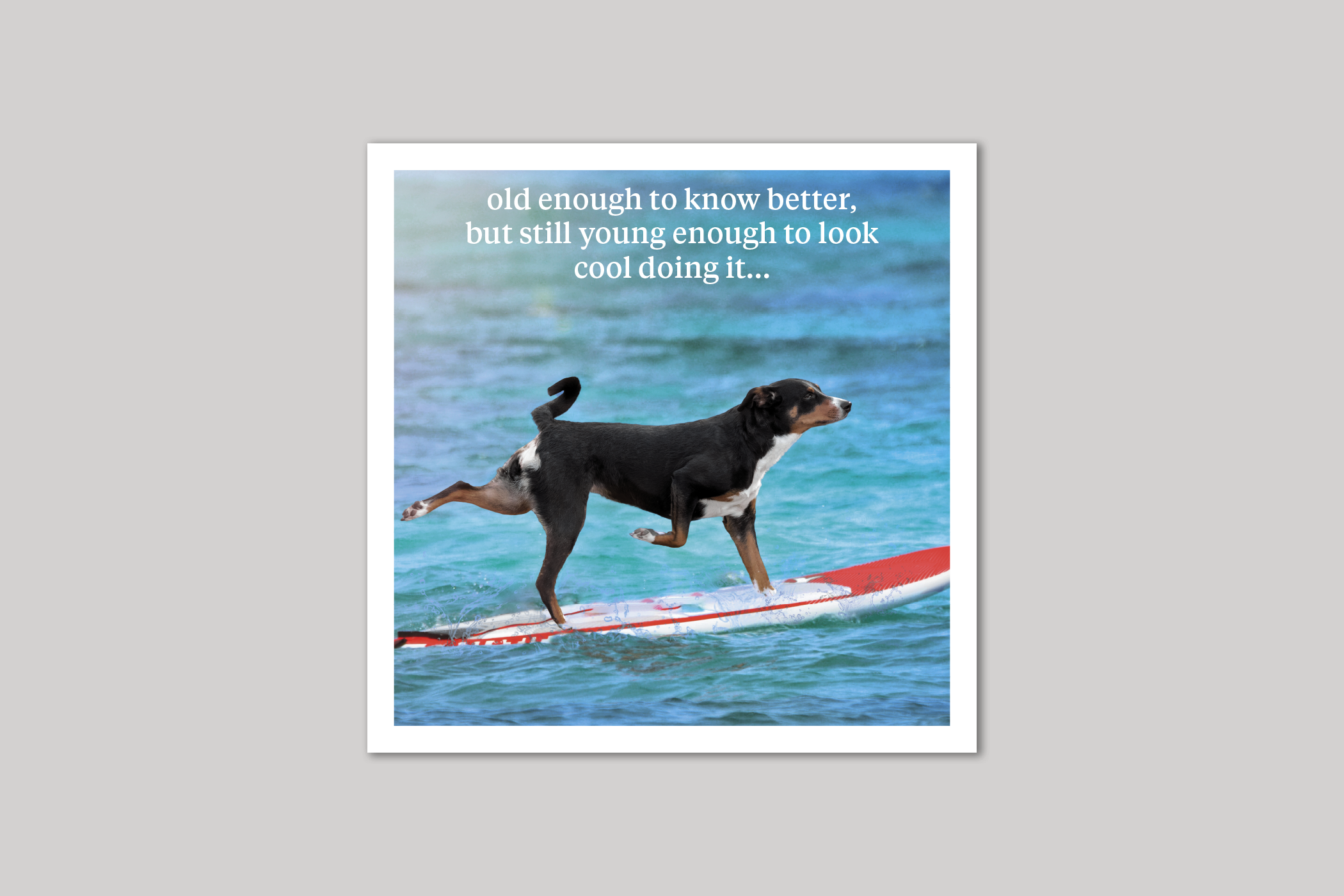 Look Cool quirky animal portrait from Curious World range of greeting cards by Icon.