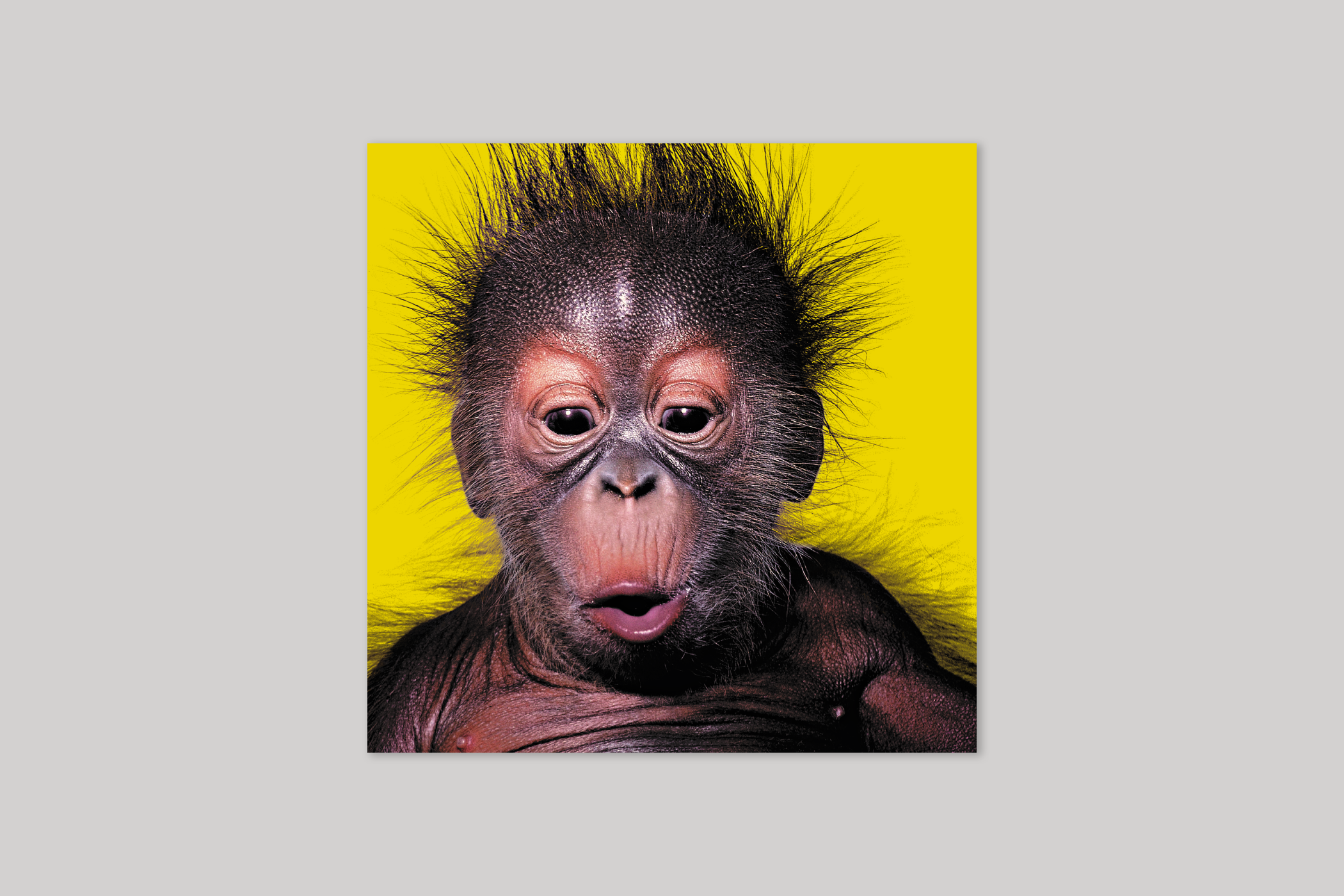 Alfie from Wildthings range of greeting cards by Icon.