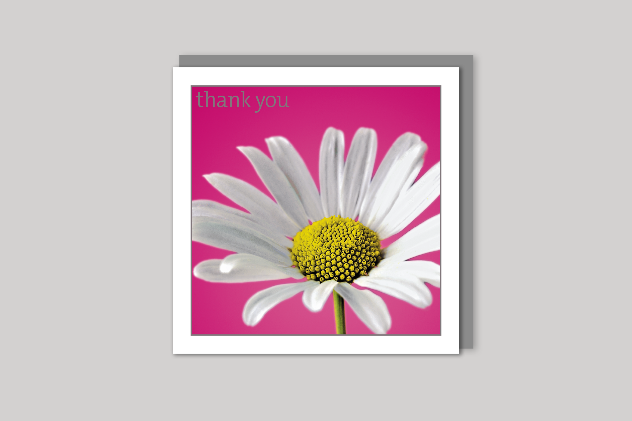 Daisy thank you card from Exposure Silver Edition range of greeting cards by Icon, back page.