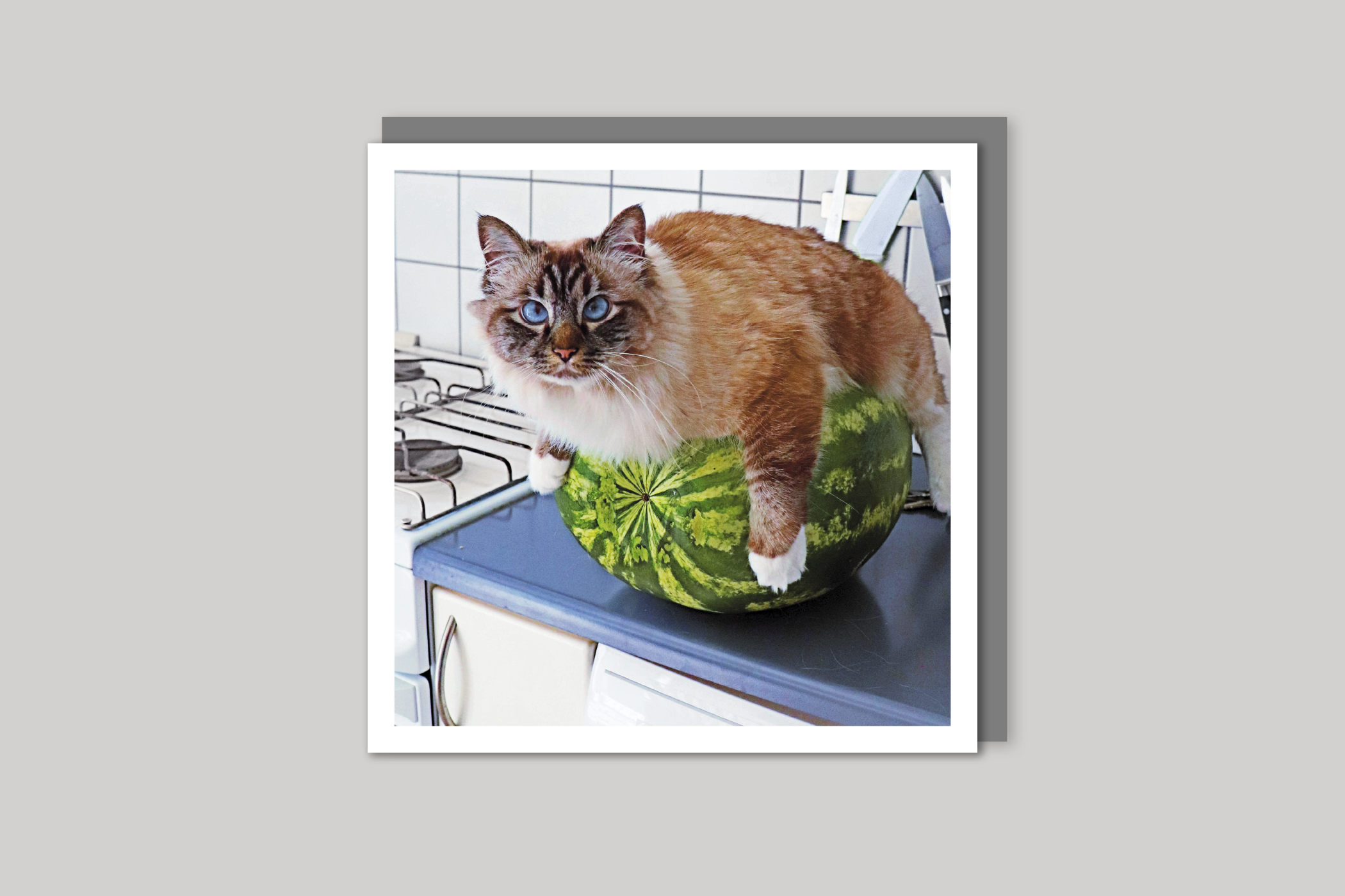 Melon Cat cool photography from Wavelength range of photographic cards by Icon, back page.