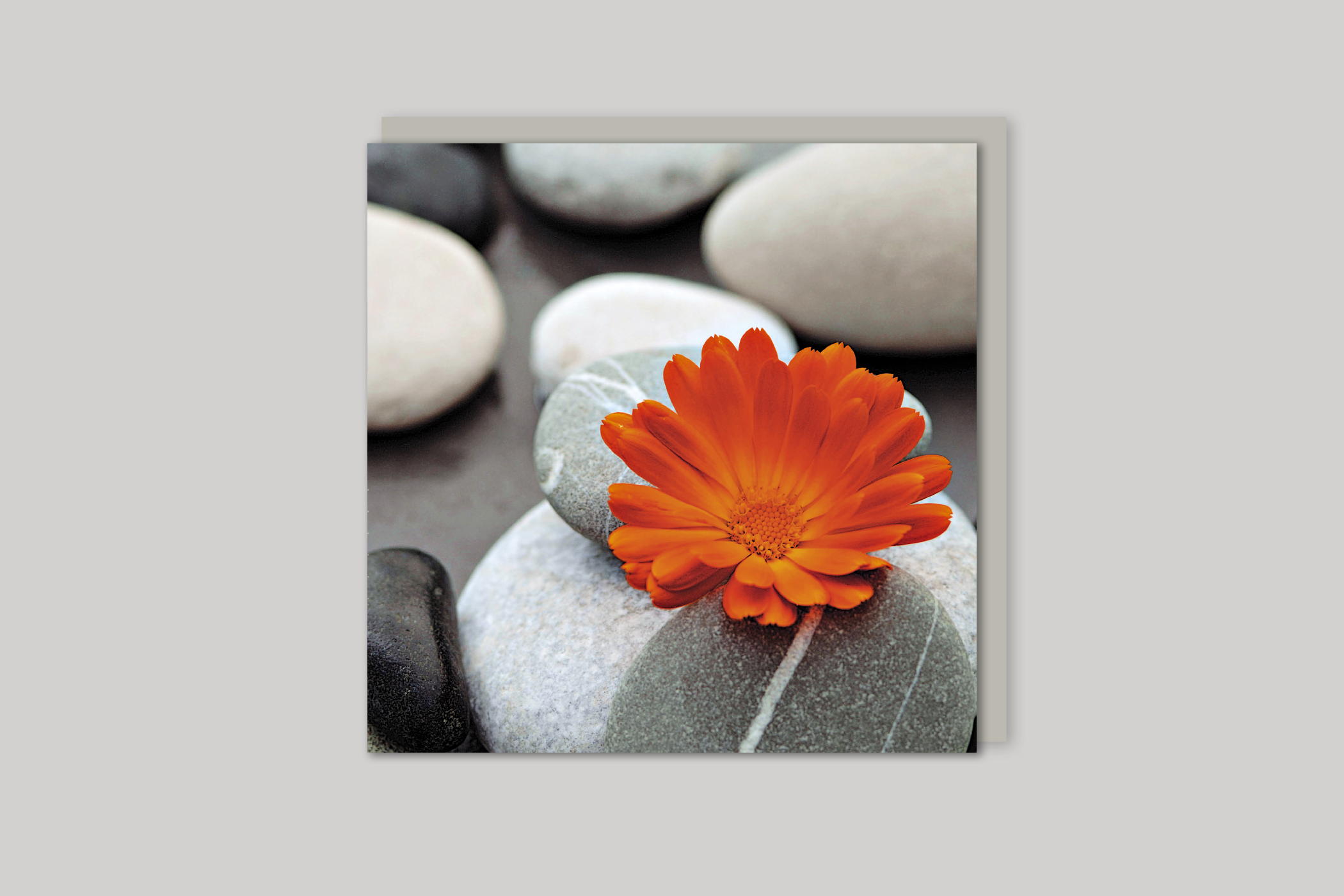 Calendula Blossom thinking of you card from Exposure range of photographic cards by Icon, back page.