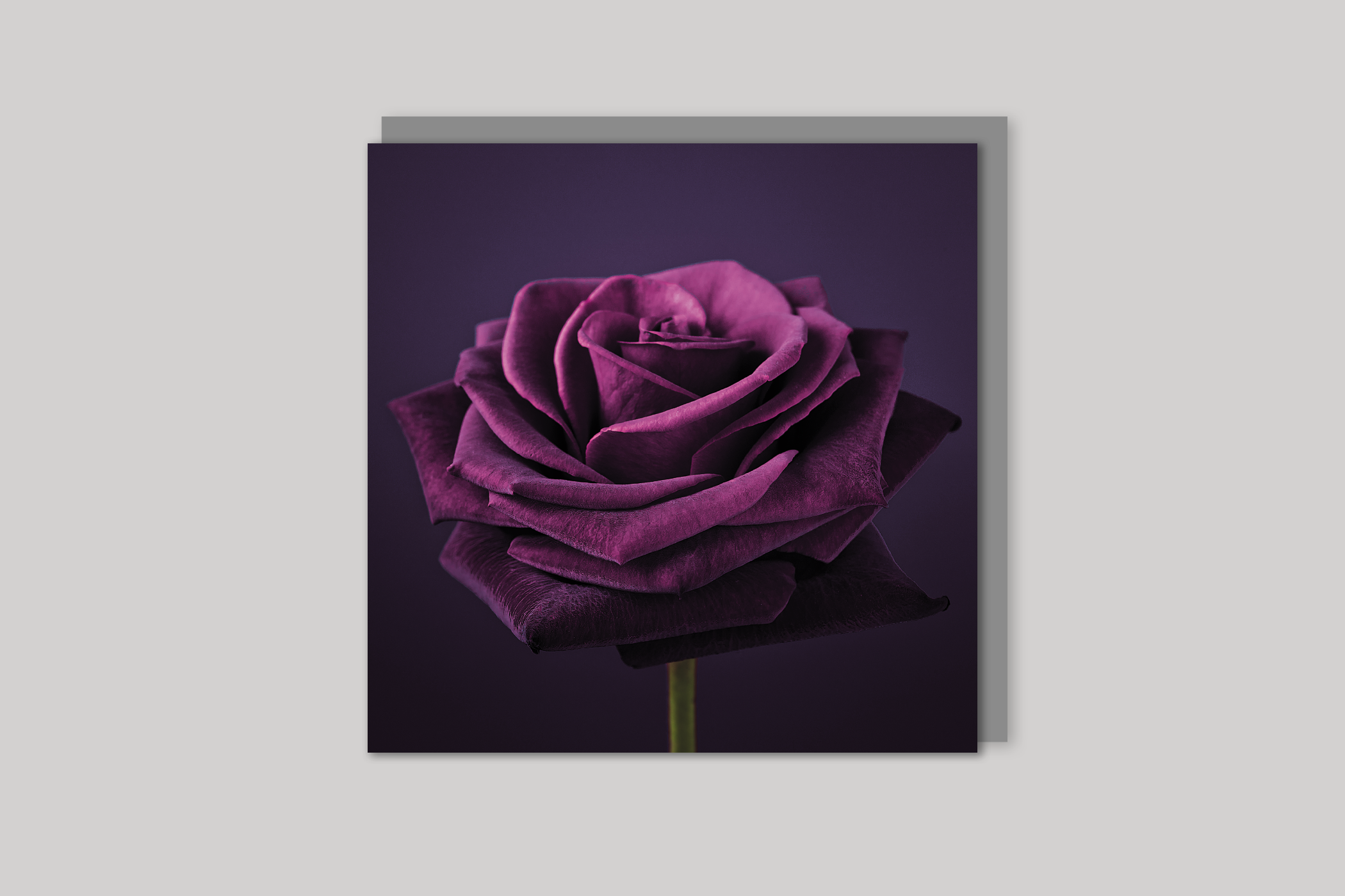 Velvet from Bloom range of floral photographic cards by Icon, back page.
