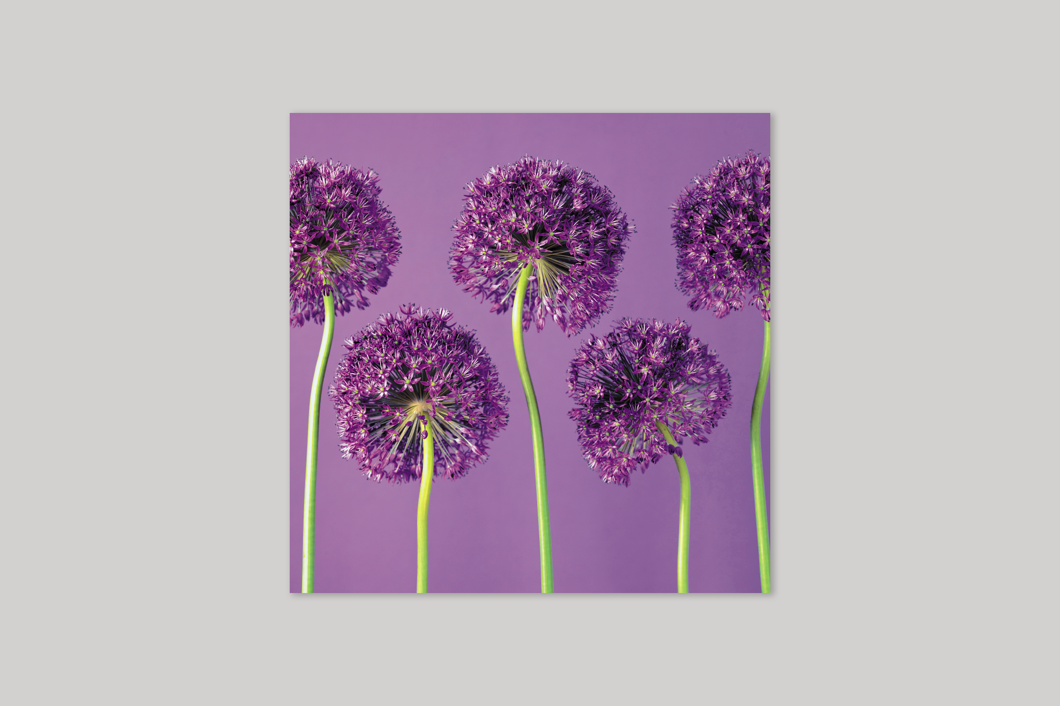Amethyst from Bloom range of floral photographic cards by Icon.