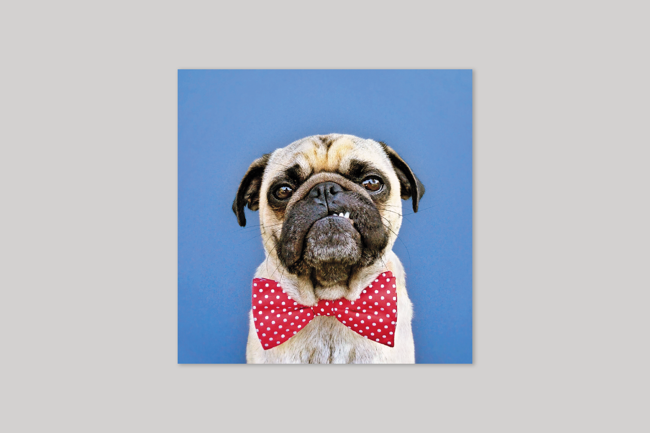 Mr Pug from Wildthings range of greeting cards by Icon.