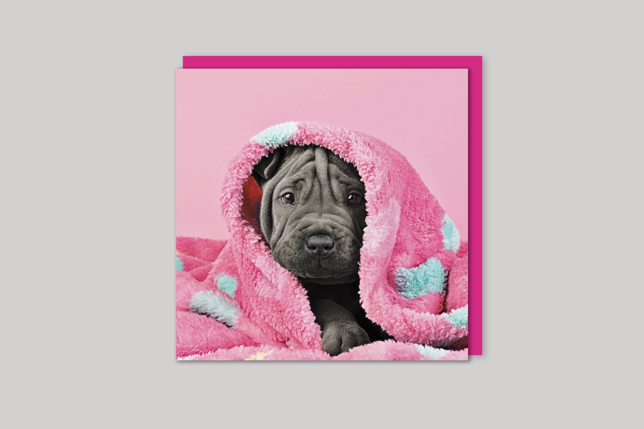Snuggly Puppy from Exposure range of photographic cards by Icon, back page.