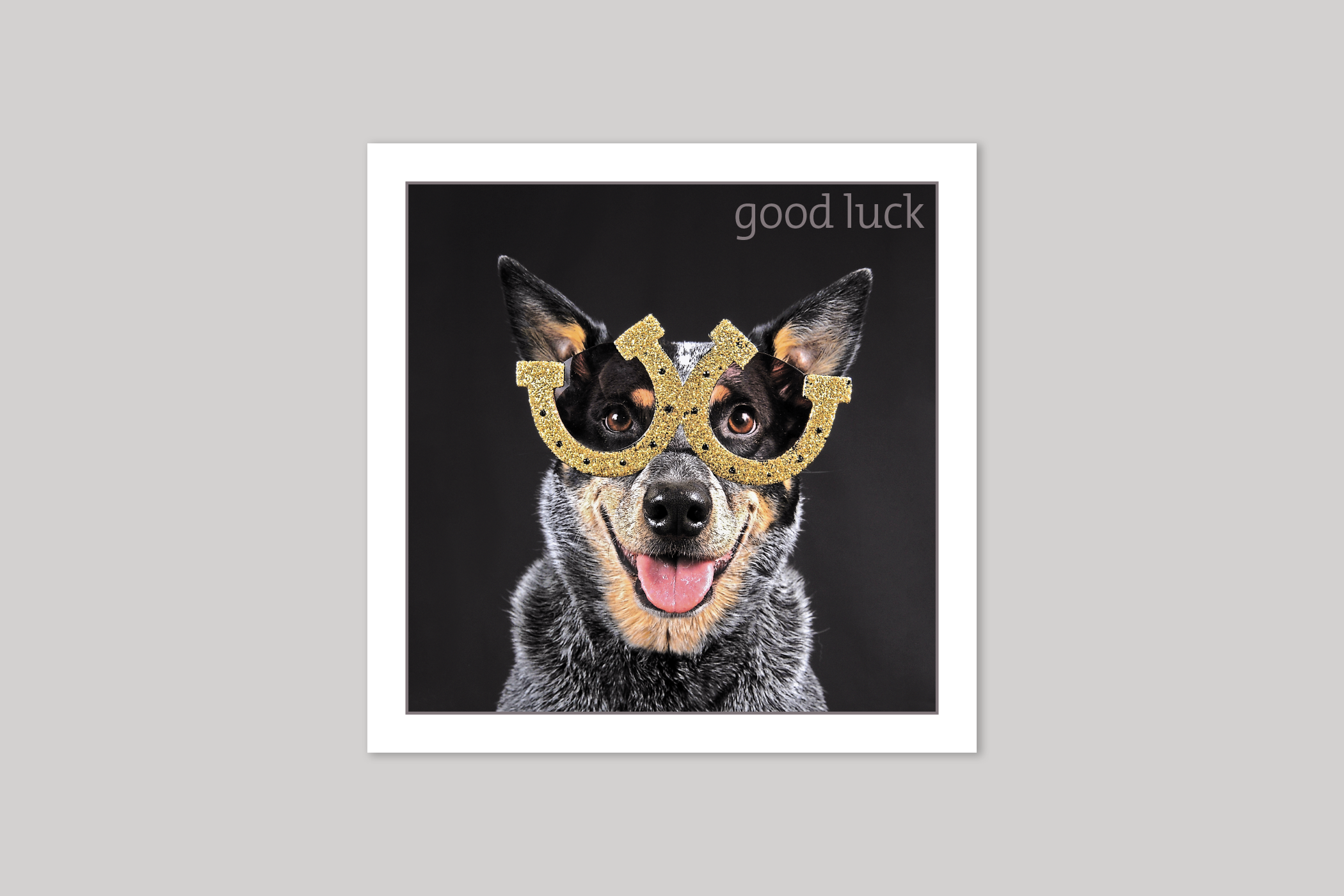 Dog good luck card from Exposure Silver Edition range of greeting cards by Icon.