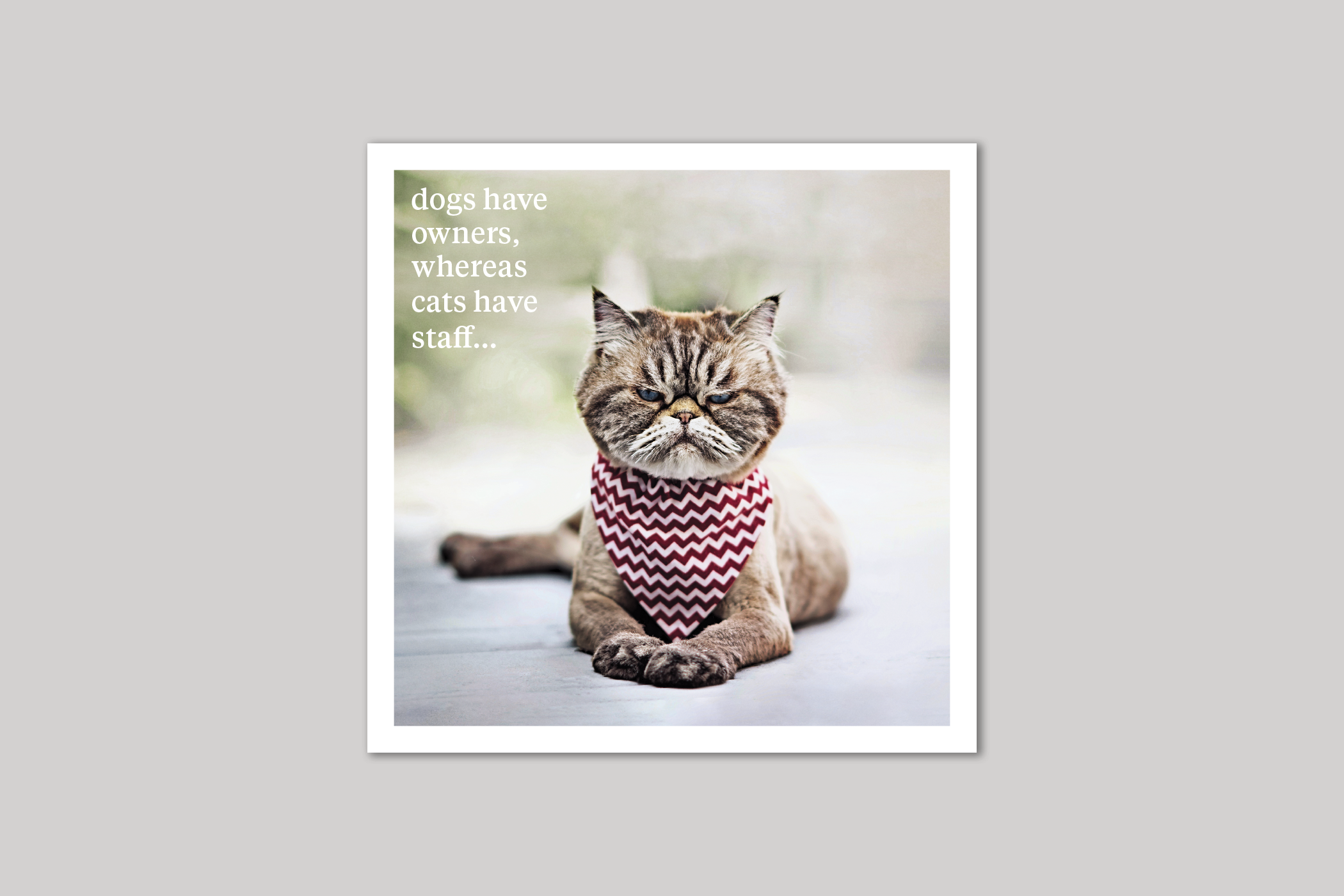 Cats Have Staff quirky animal portrait from Curious World range of greeting cards by Icon.