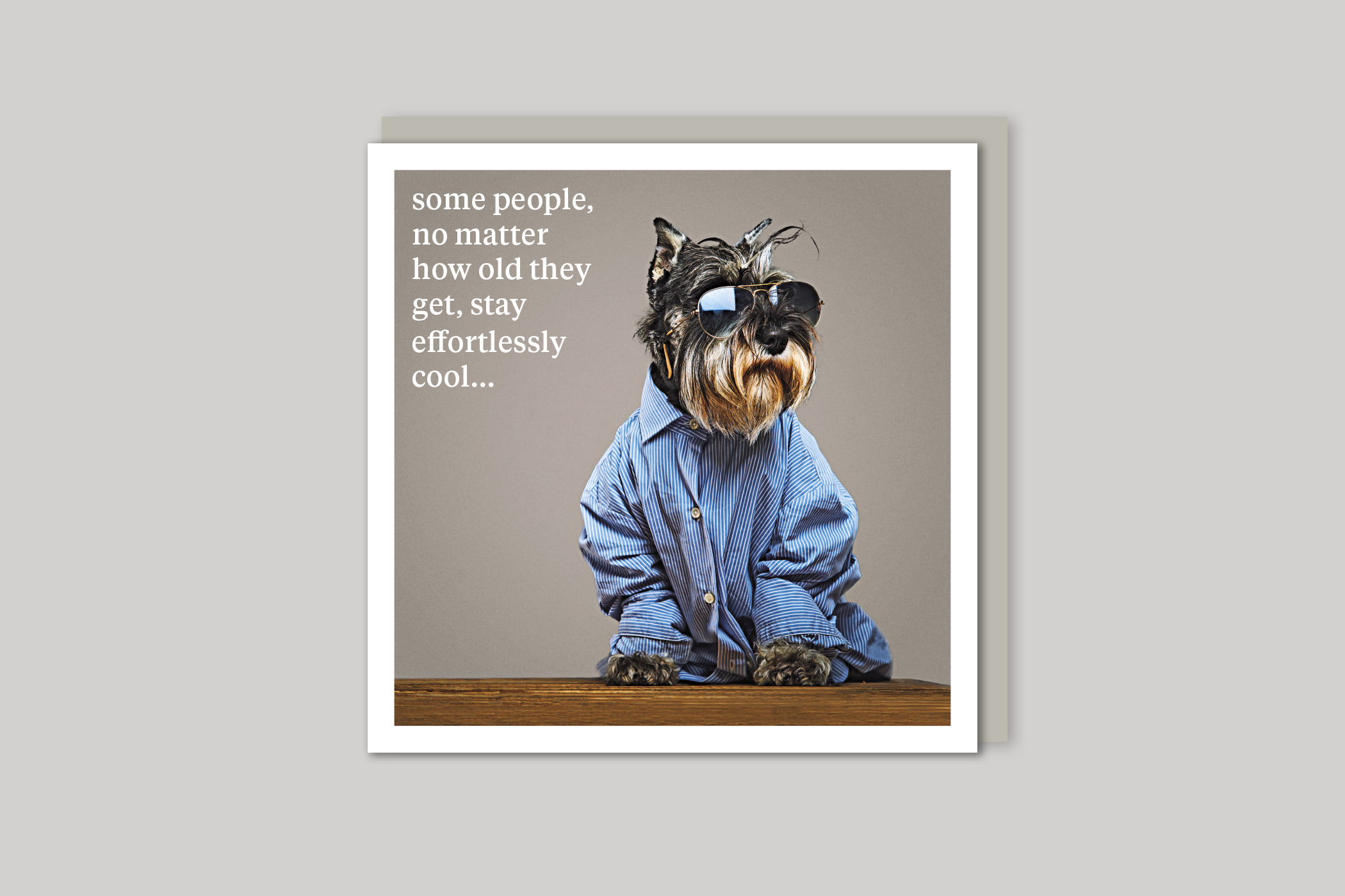 Effortlessly Cool quirky animal portrait from Curious World range of greeting cards by Icon, back page.