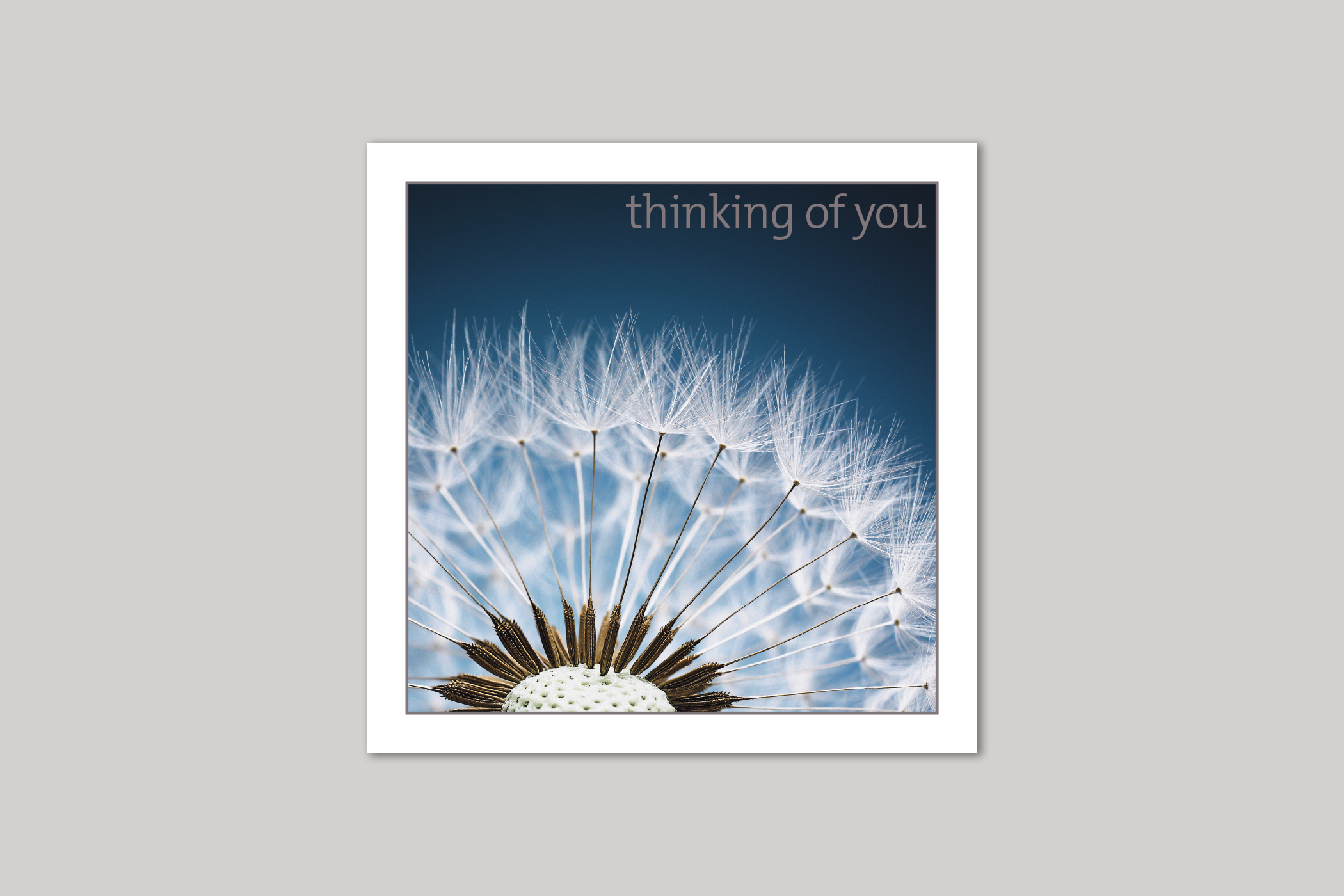 Dandelion thinking of you card from Exposure Silver Edition range of greeting cards by Icon.