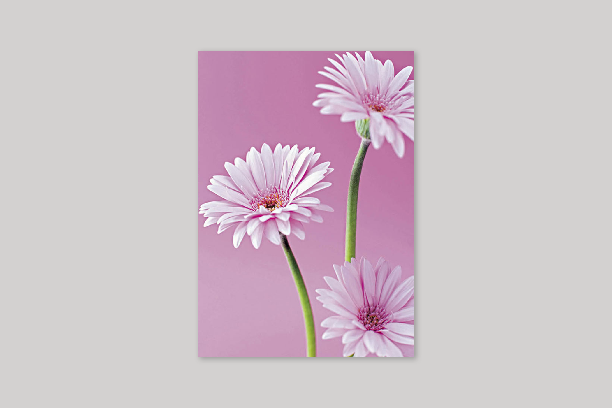 Gerberas thank you card from Exposure range of photographic cards by Icon.