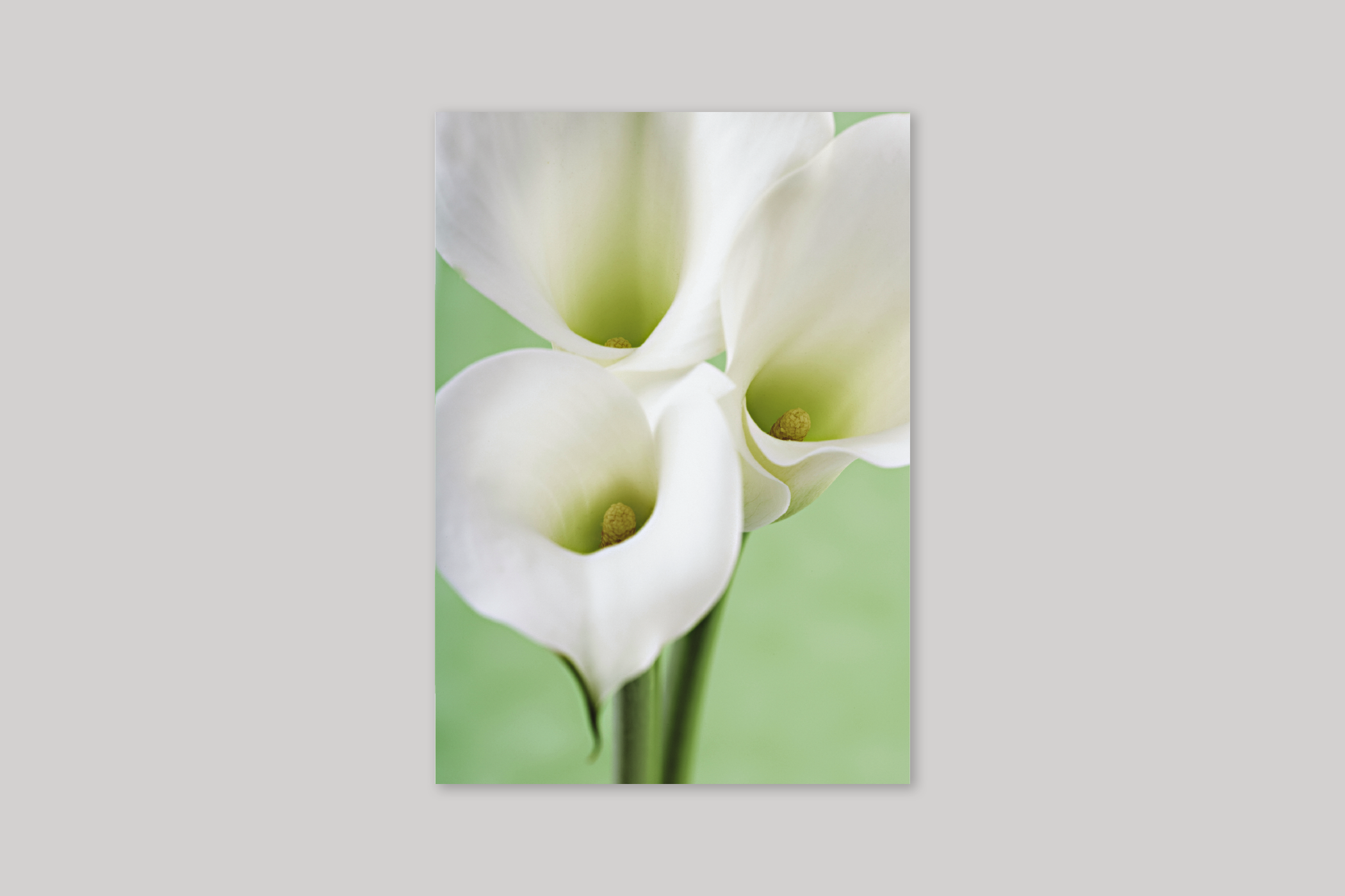 Calla Lilies sympathy card from Exposure range of photographic cards by Icon.