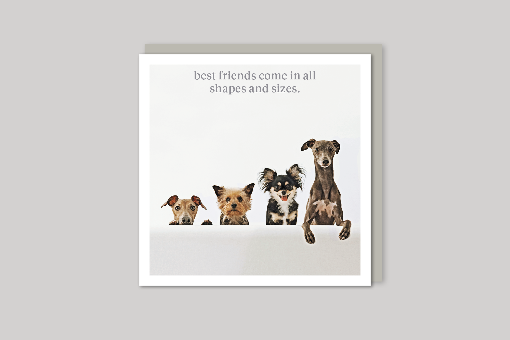 All Shapes and Sizes quirky animal portrait from Curious World range of greeting cards by Icon, back page.
