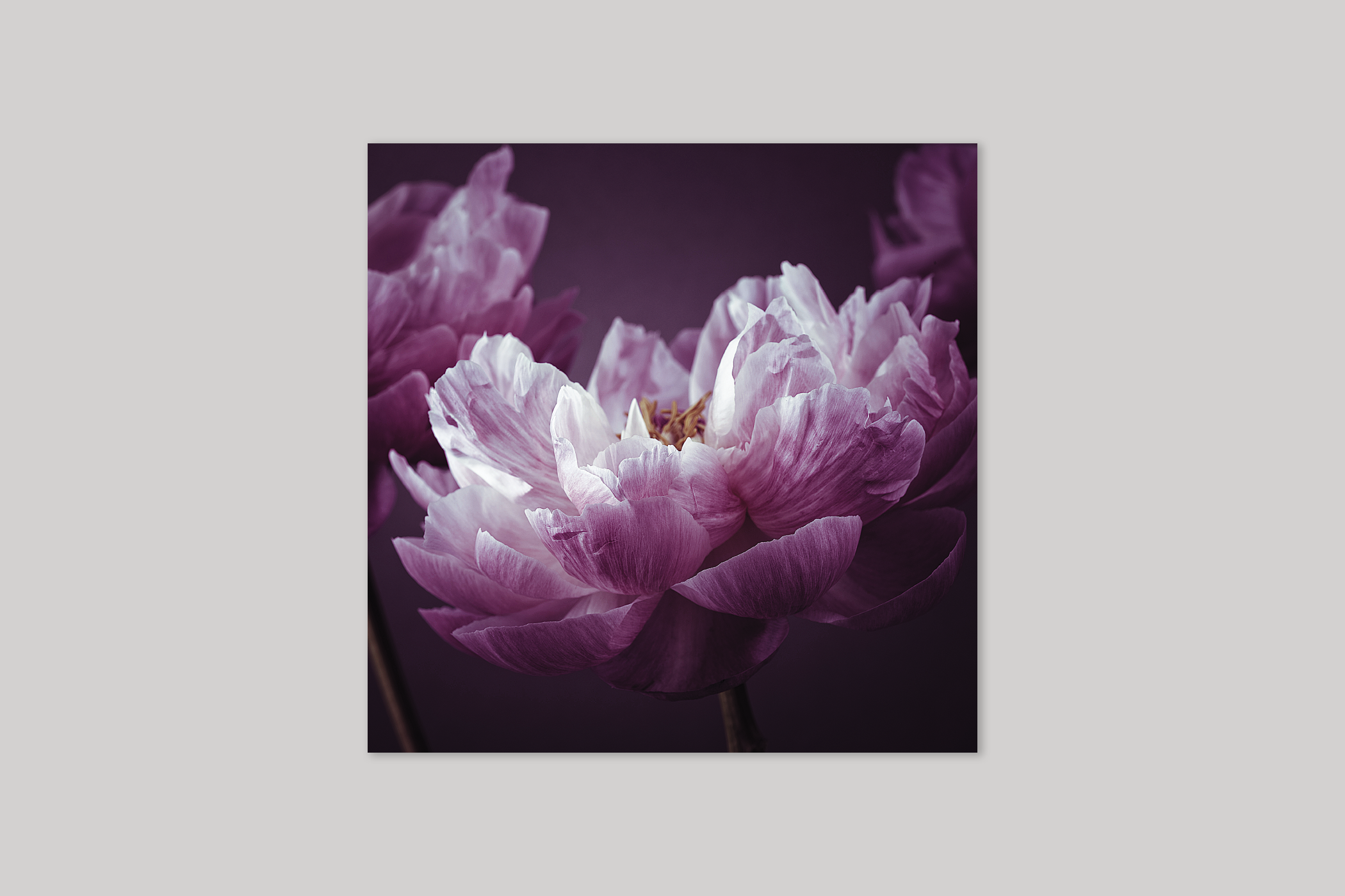 Precious from Bloom range of floral photographic cards by Icon.