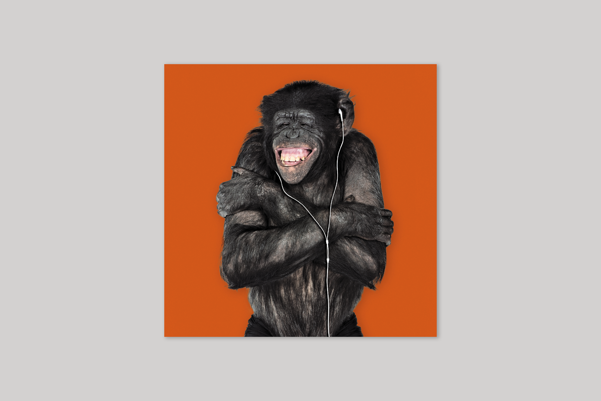 Vincent the Chimpanzee from Wildthings range of greeting cards by Icon.